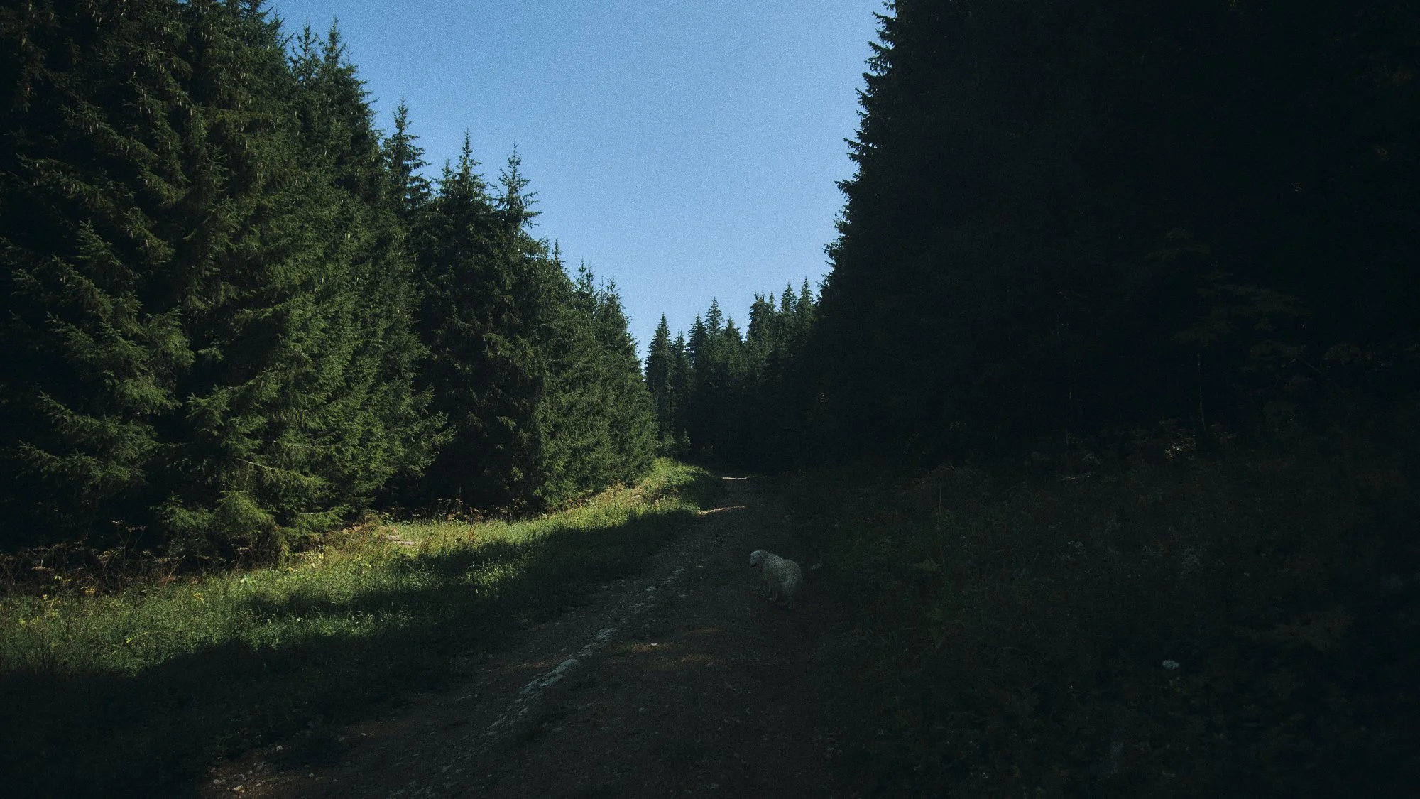 _DSF4988.jpg