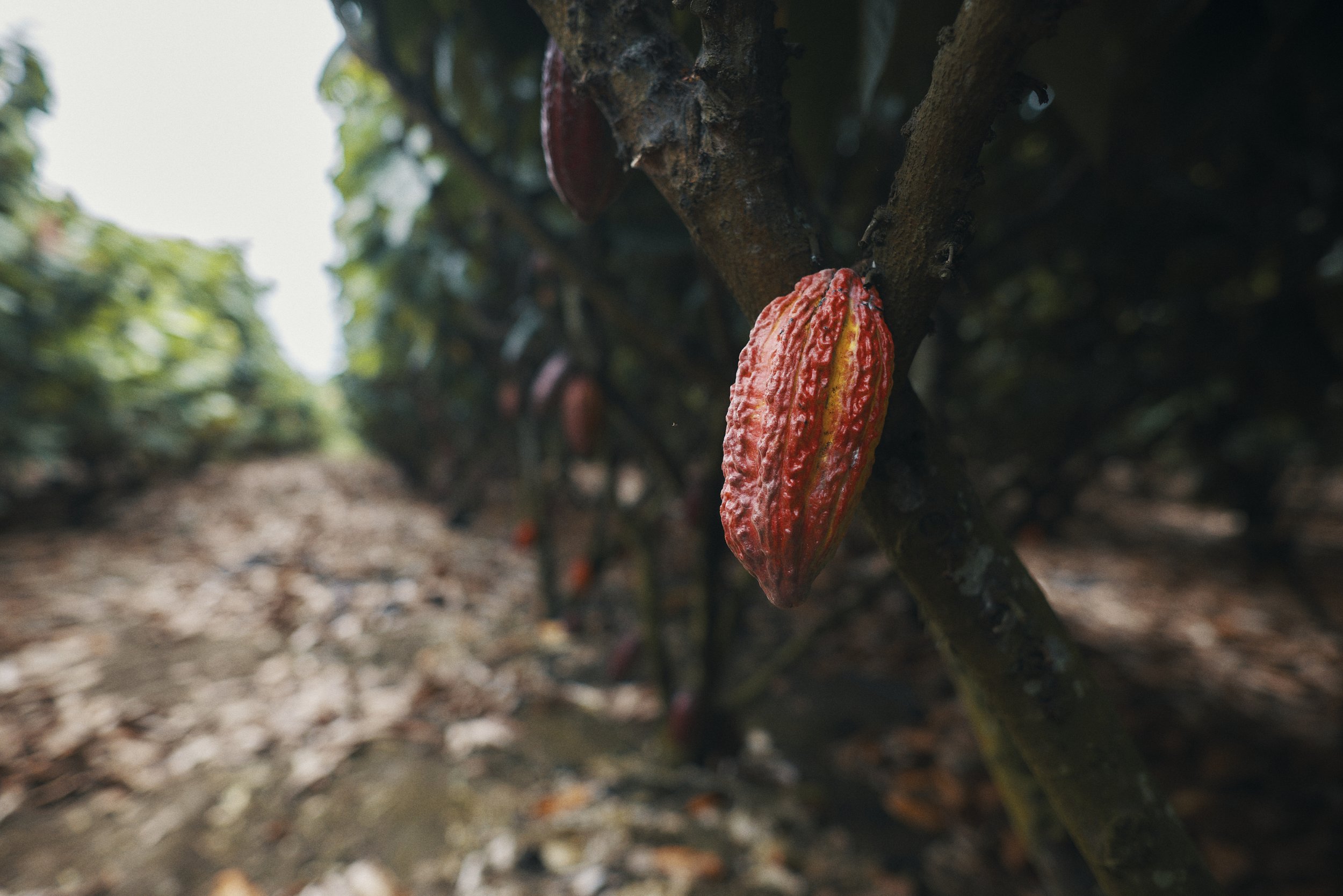 BERLIN_ECUADOR_DD1_436.jpg