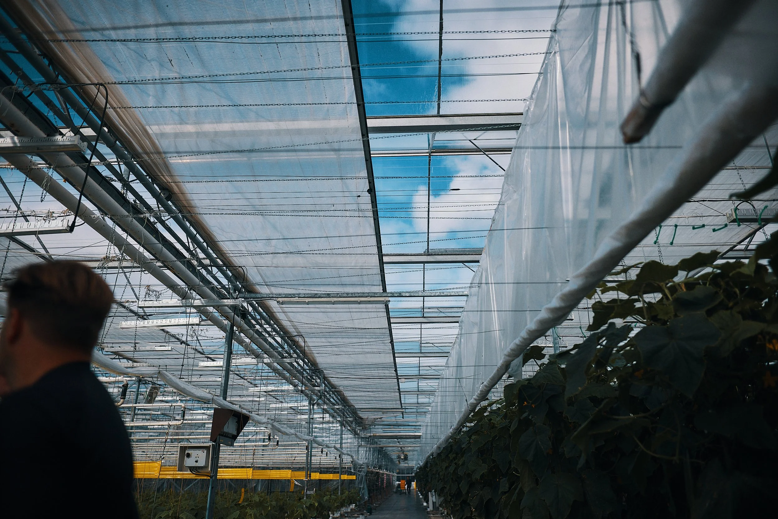 CLEMENTINE_VLAM7999.jpg