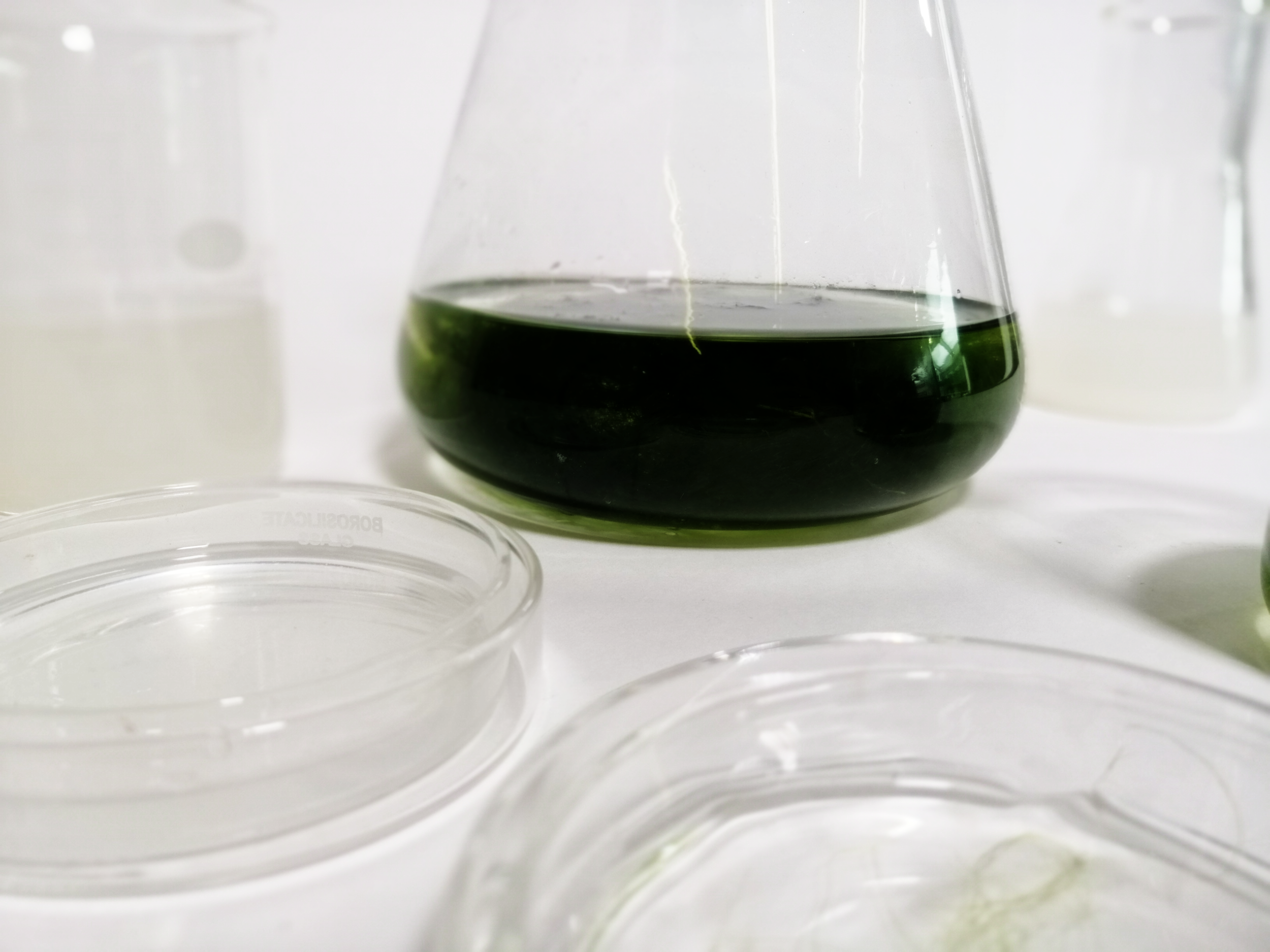 Algae_Petri_Dish..png