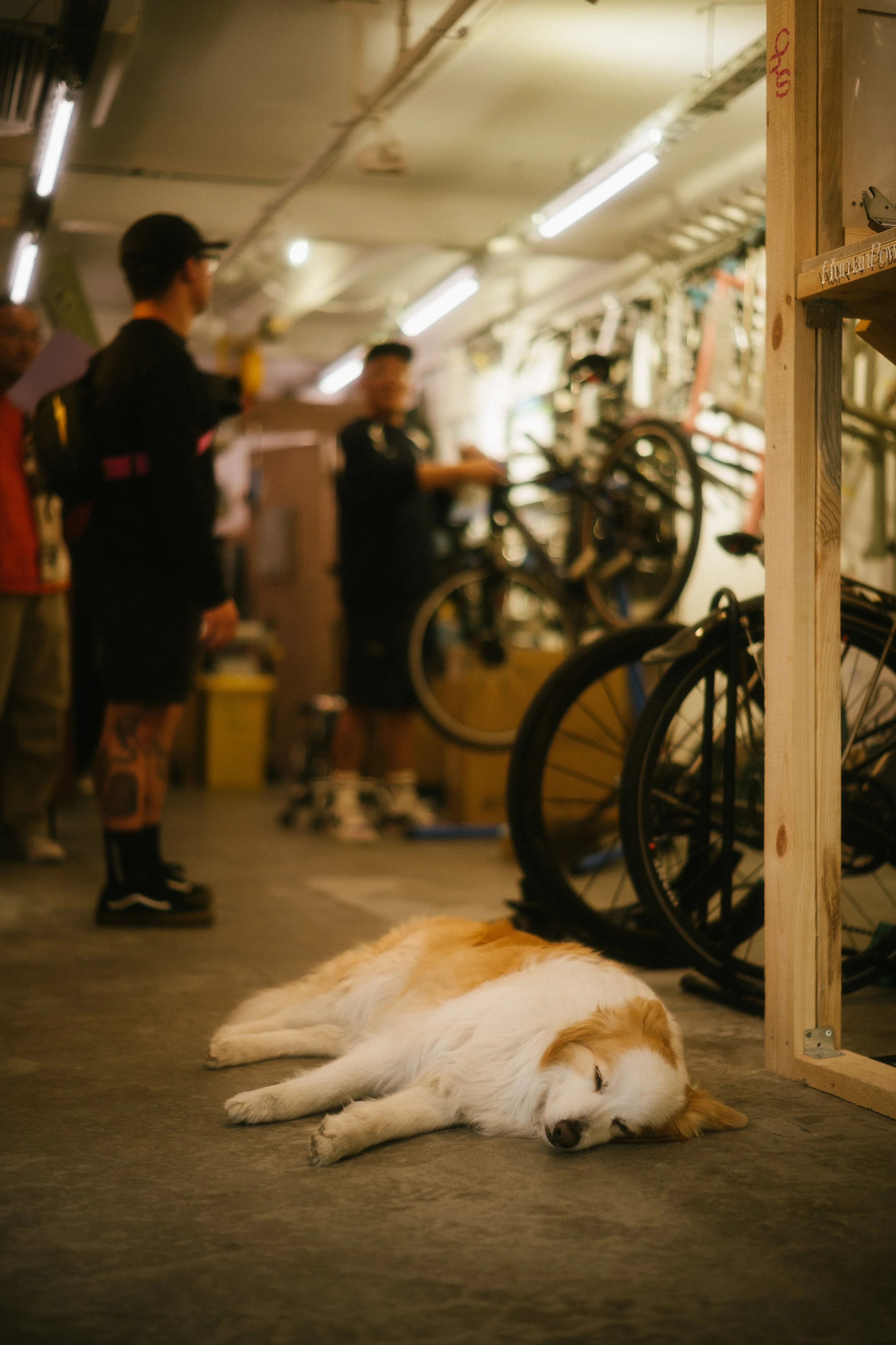 China cycling Standert Cirens Alt Cycling bike shop Shanghai recommendation