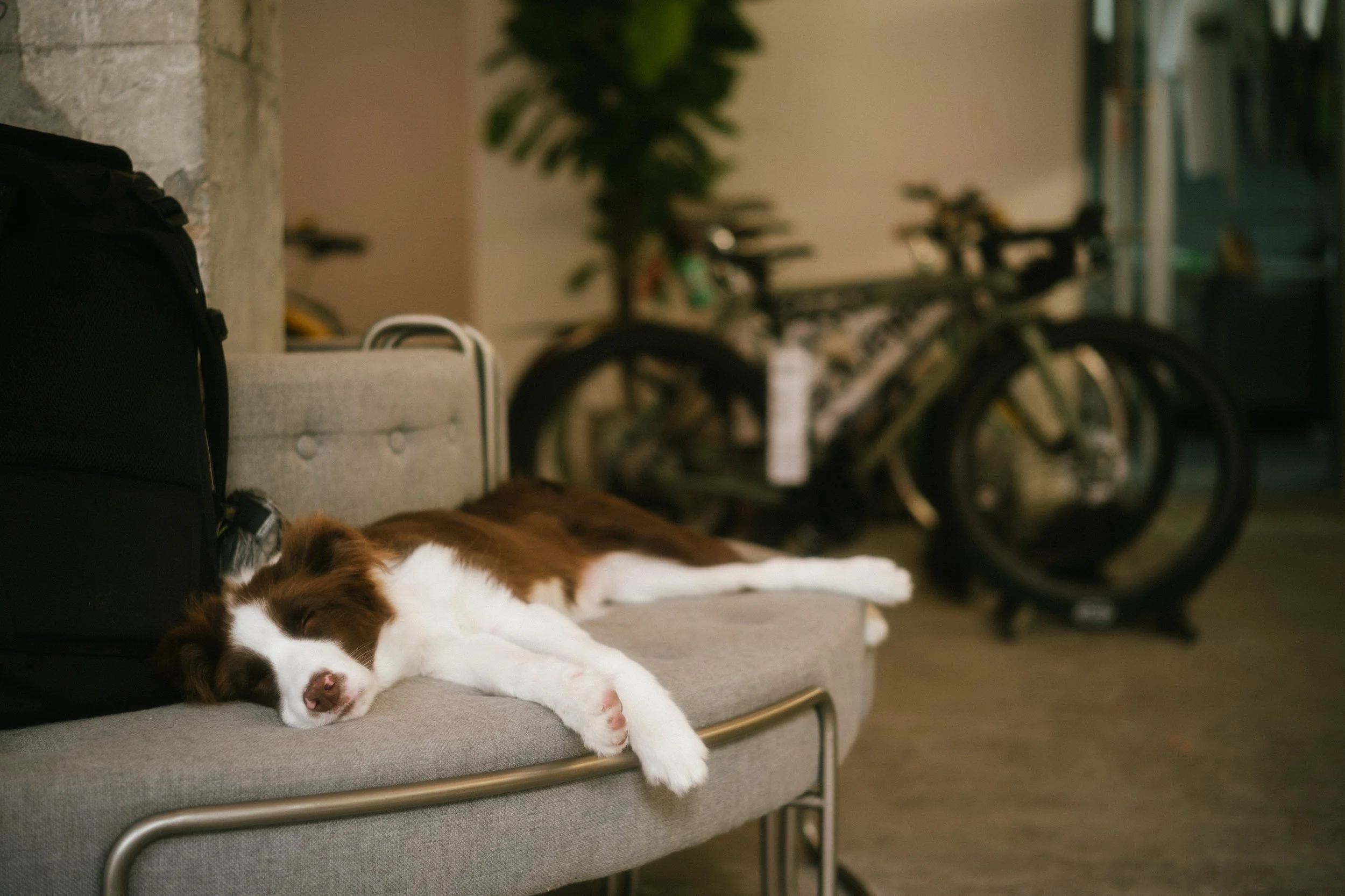 China cycling Standert Cirens Alt Cycling bike shop Shanghai recommendation