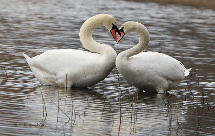 Monogamy is an advanced technology.