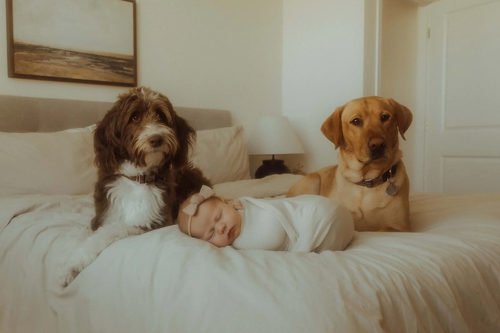 Two dogs sitting on a bed while a newborn baby girl is swaddled and sleeping next to them.