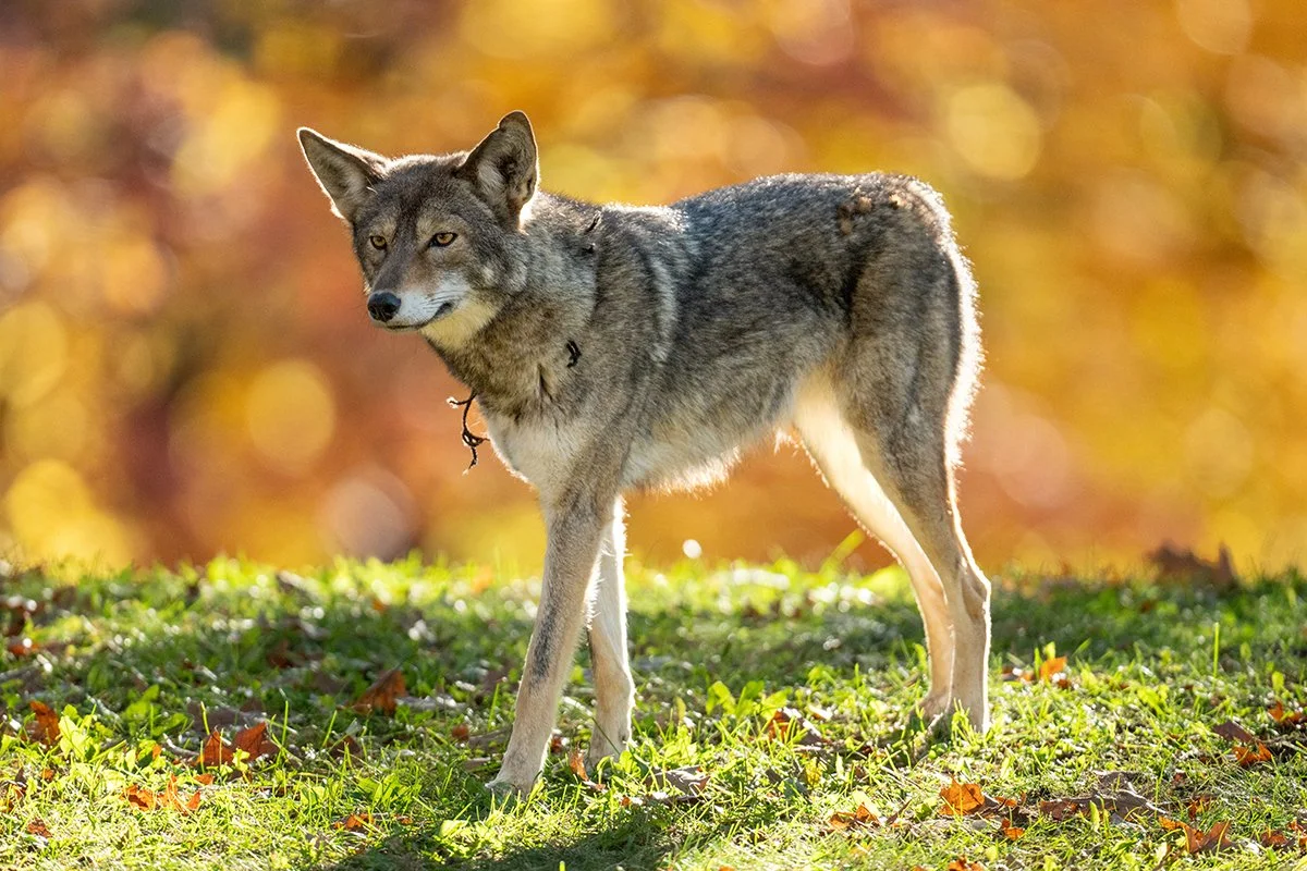 Bunny, the no-tail coyote