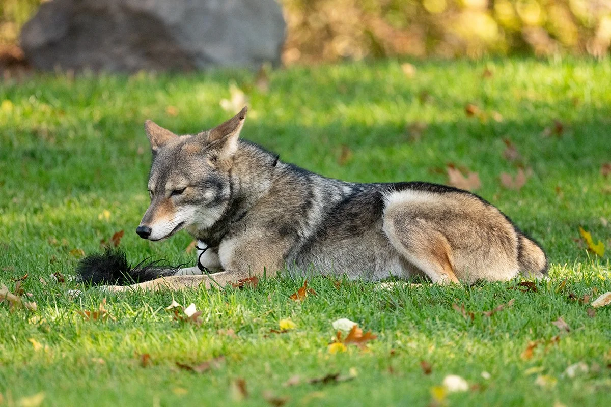 Bunny, a Toronto Treasure