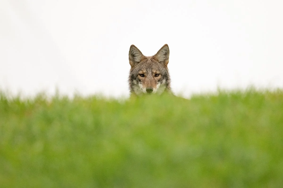 Understanding Coyotes is key