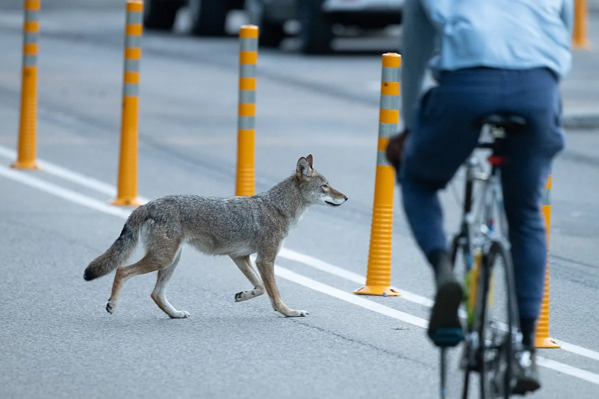 High Park is not a velodrome