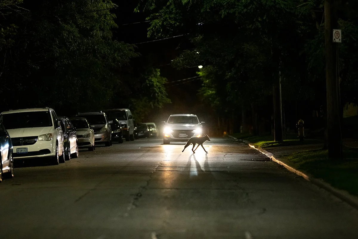 Coyote killed by motorist on Parkside Drive