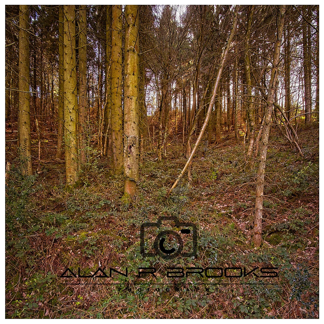 Snailbeach Mine Forest.jpg