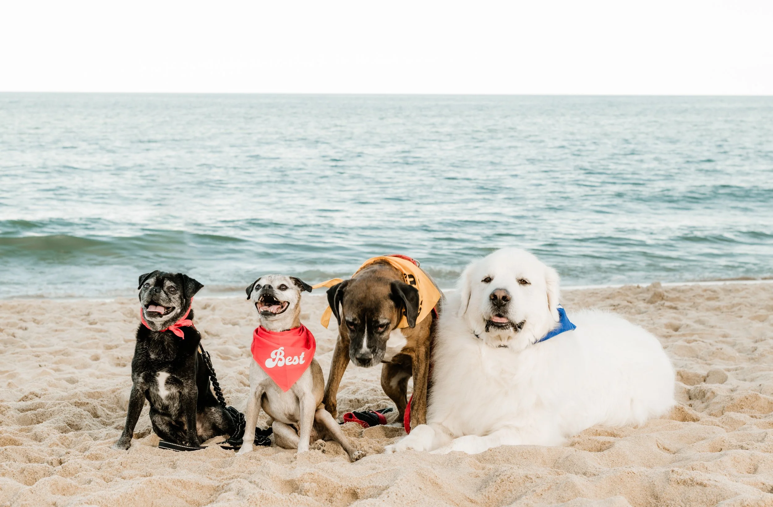 Dogs 2024 (15).jpg
