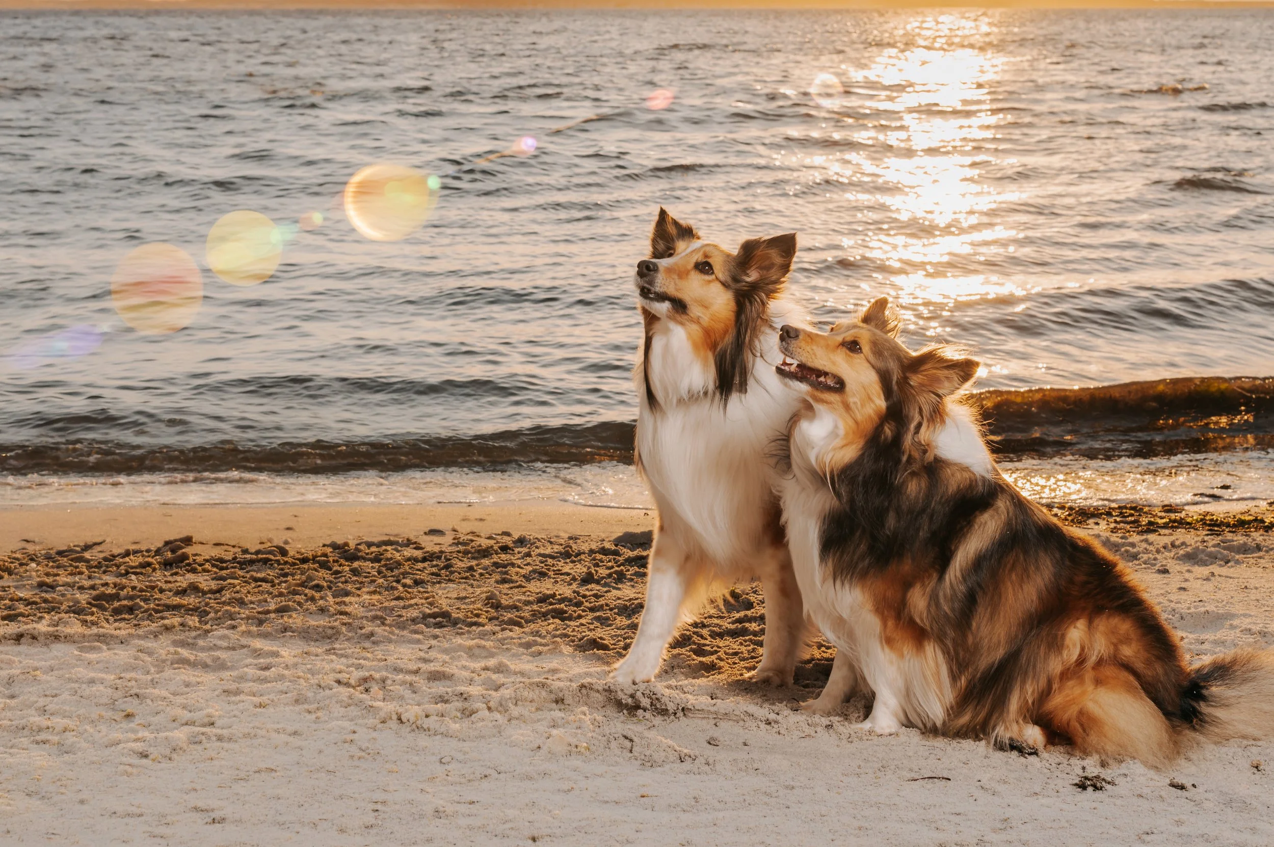 Trimper Dogs 2026 (83).jpg