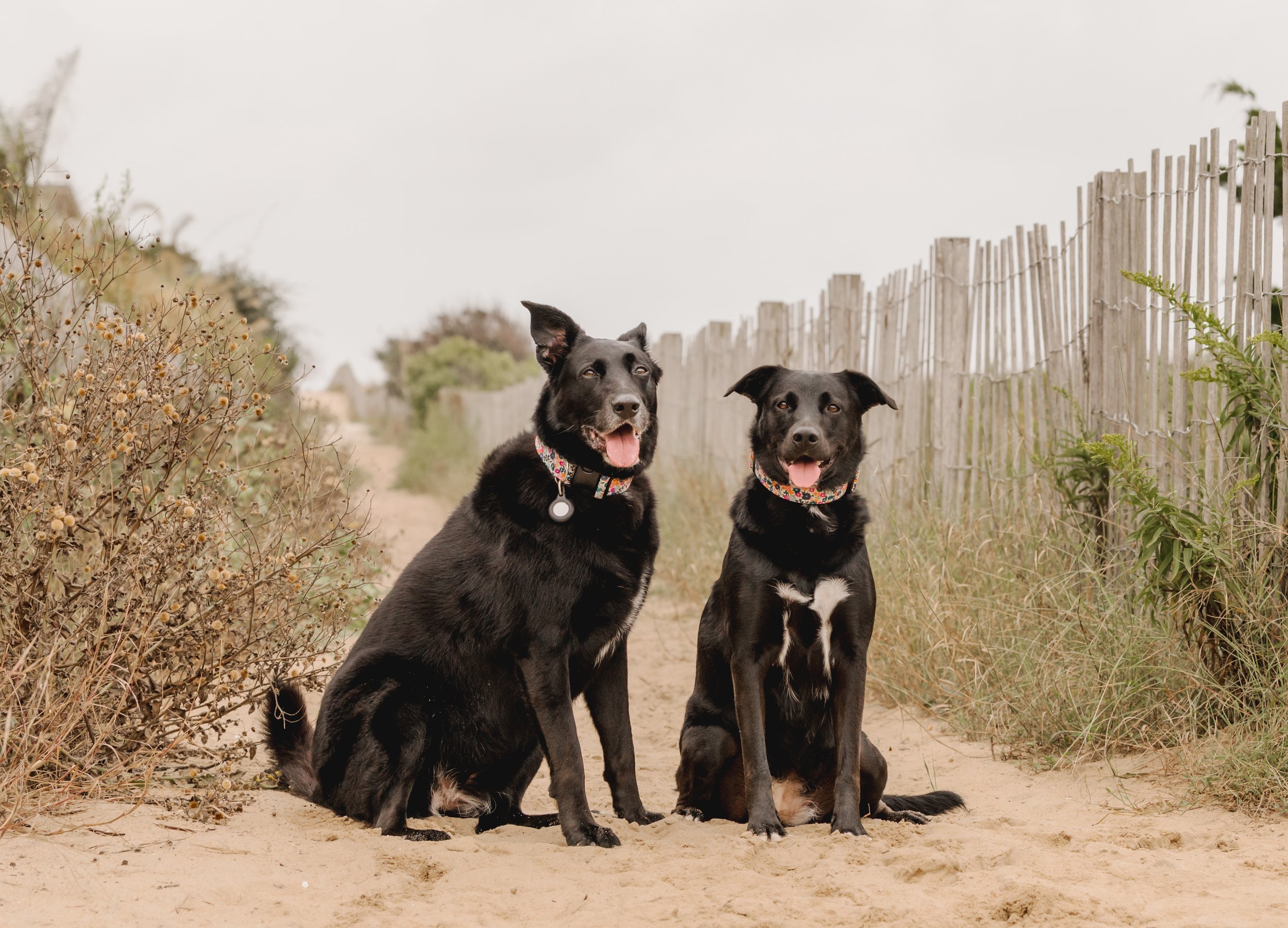 Katie & Dogs 2025 (81).jpg