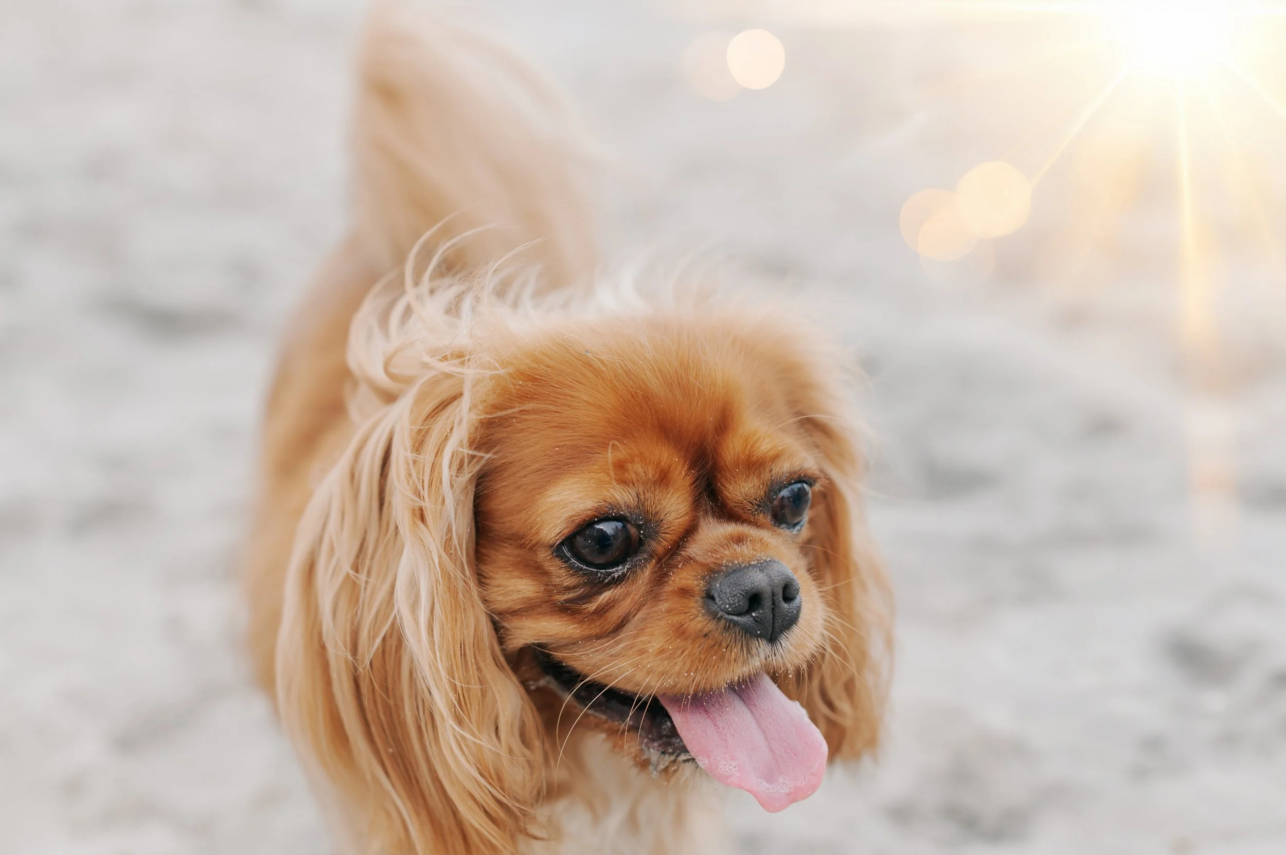 Bella 2026 (44).jpg