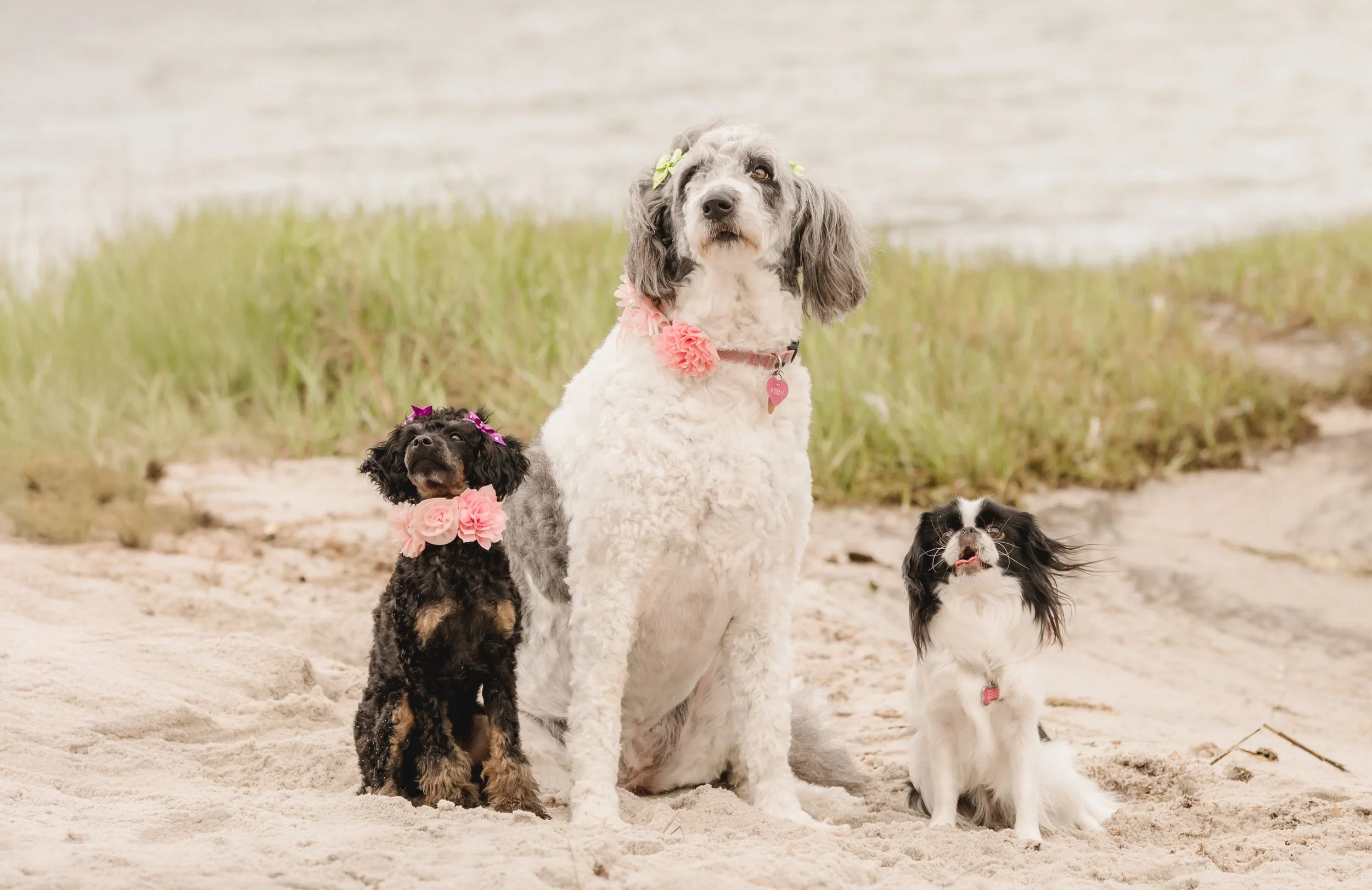 Smith dogs 2025 (115).jpg