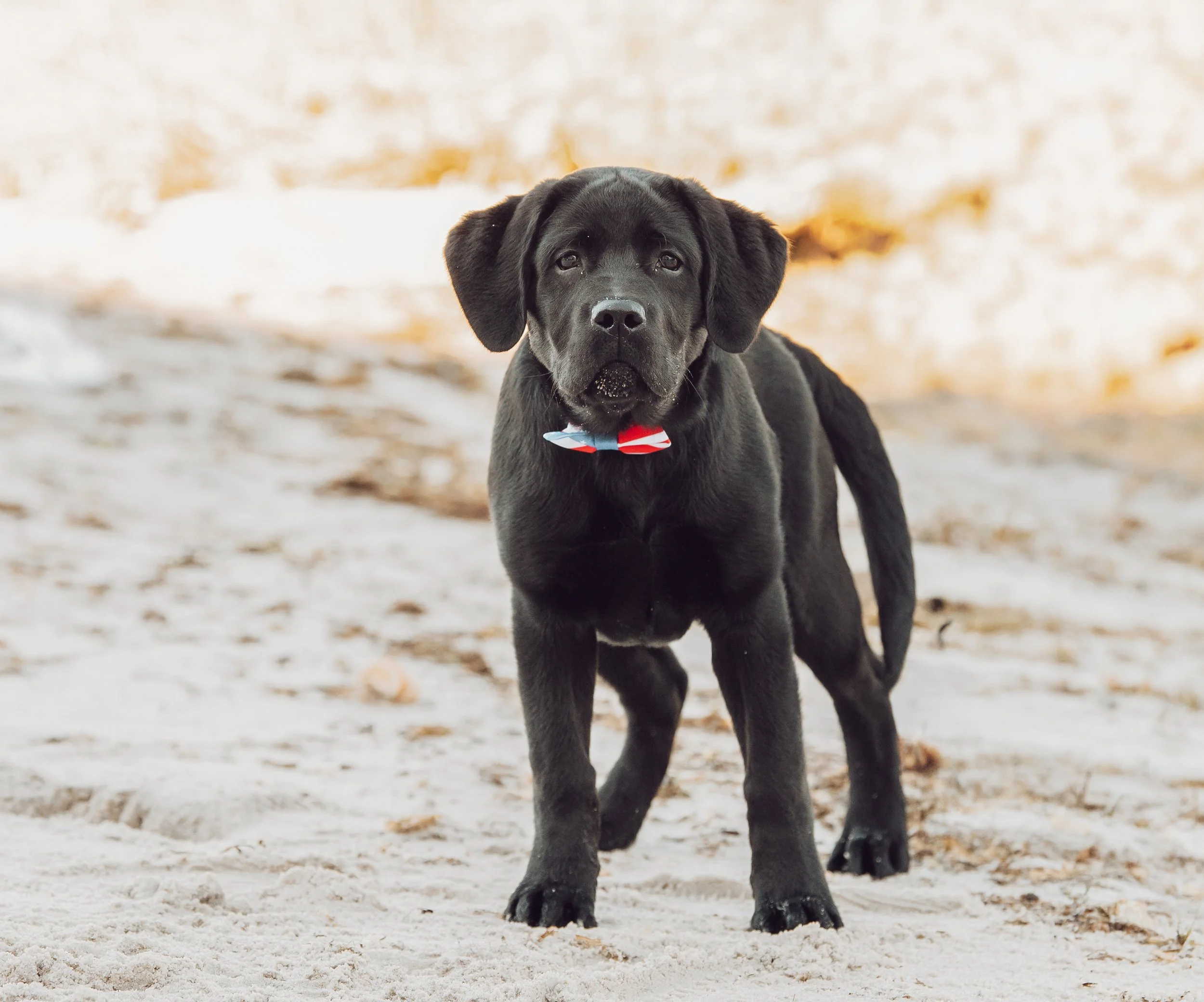 Brody 2026 (6).jpg