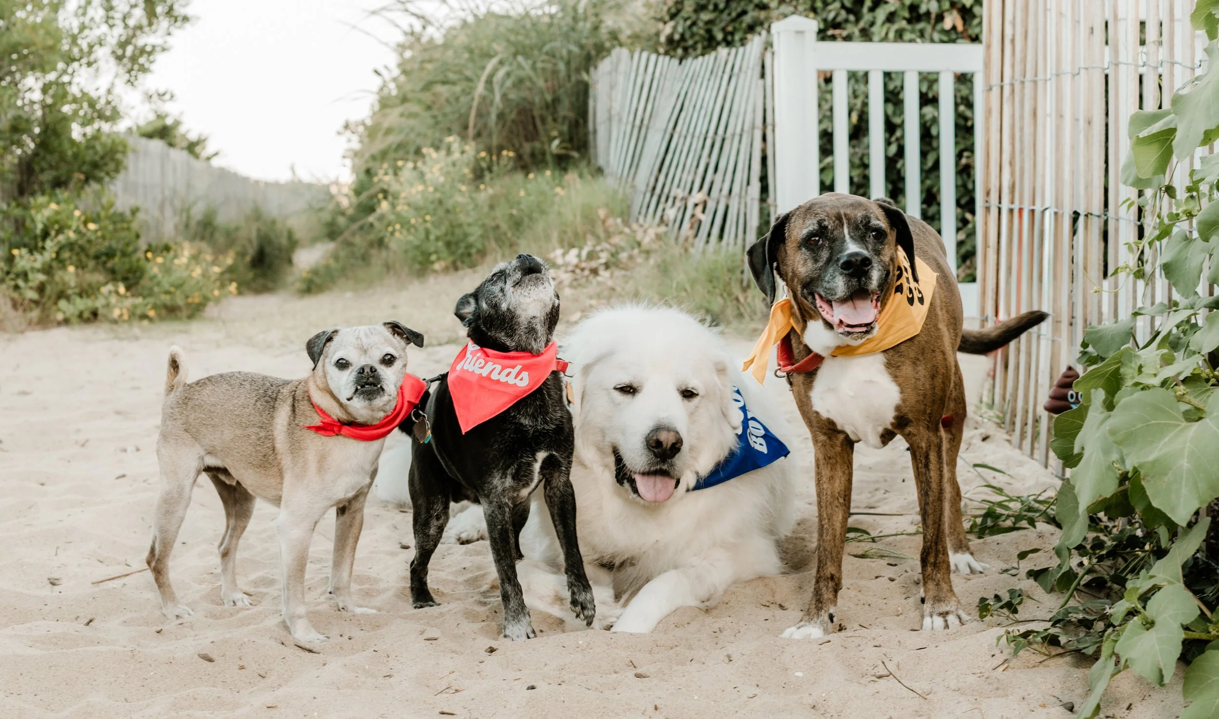 Dogs 2024 (163).jpg