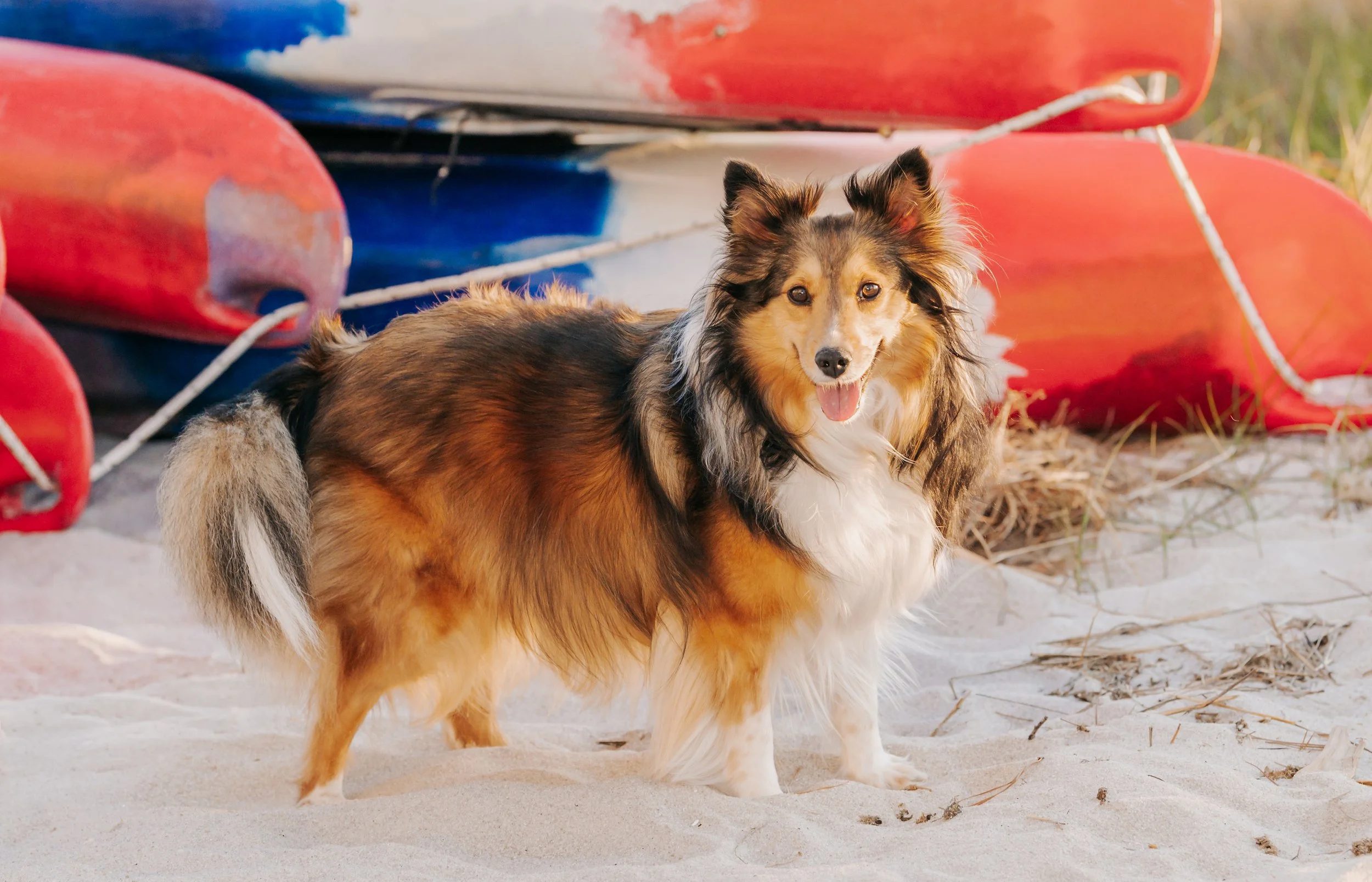 Trimper Dogs 2026 (41).jpg