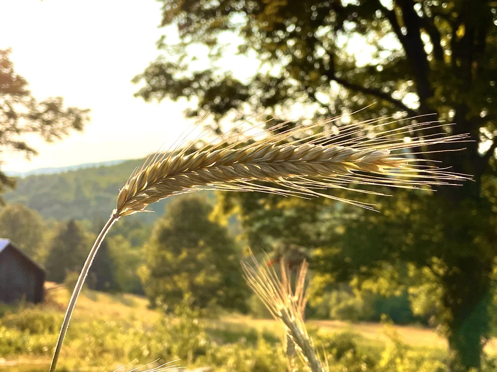 PUBLIC RECORDS ACCESS — Town of Topsham, Vermont