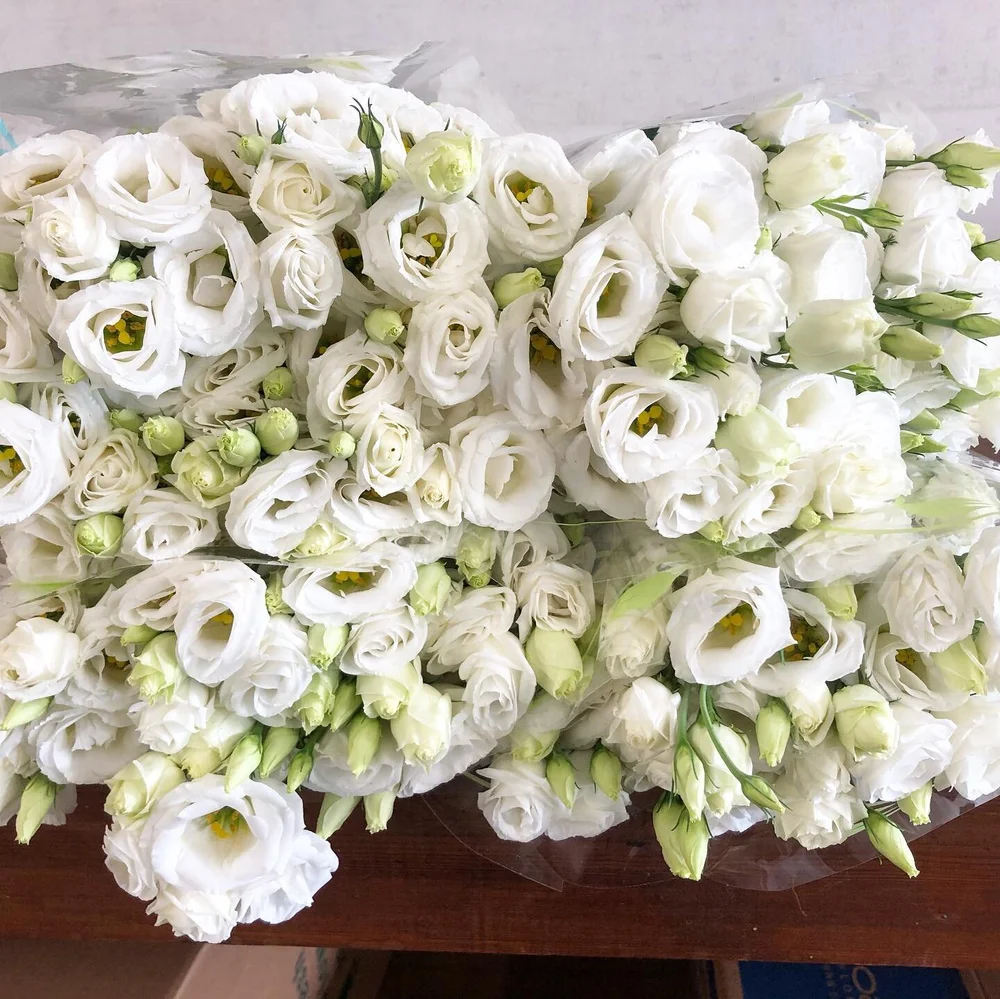 Direua (Floral)