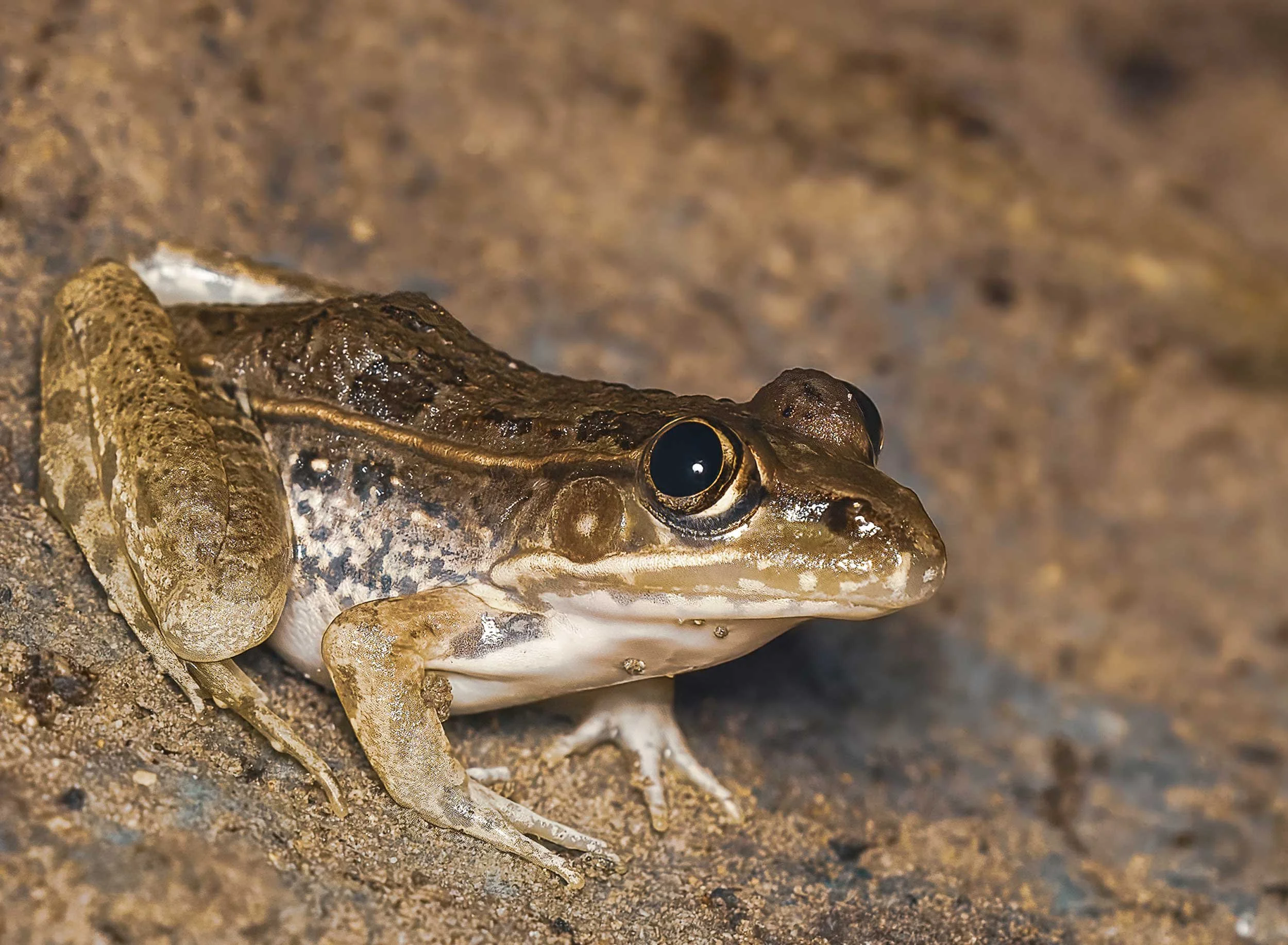 Rio Grande Leopard Frog, Lithobates berlandieri