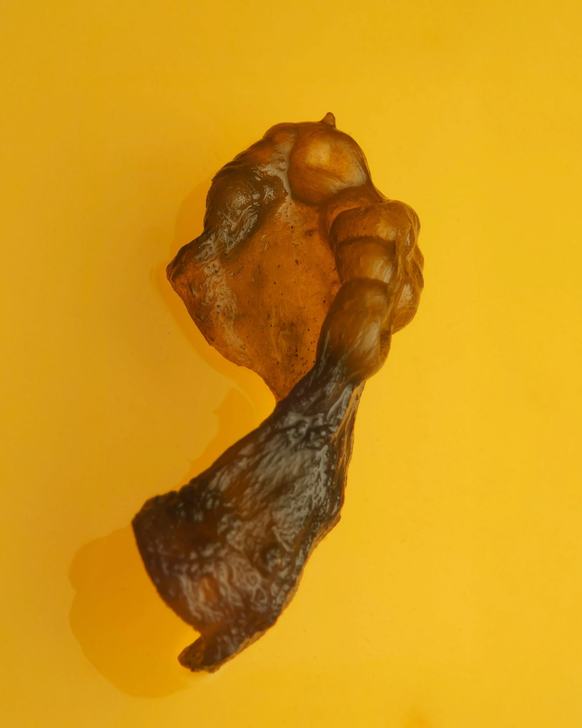 Fallen Star (Nostoc commune)