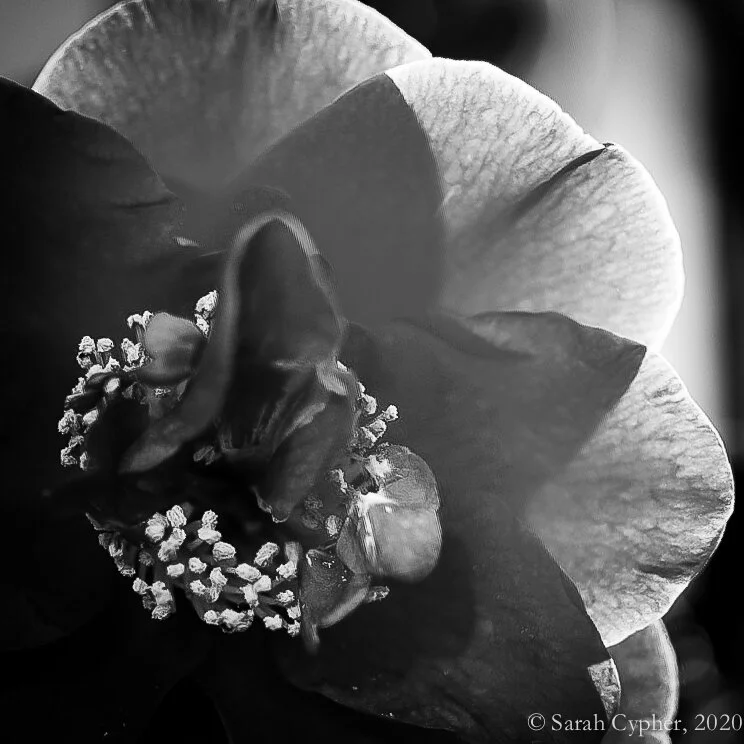 "The Overkill" in LEON Literary Review