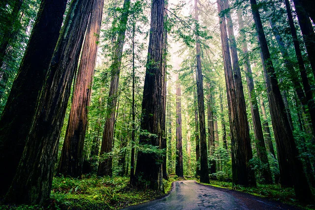 redwoods.jpg