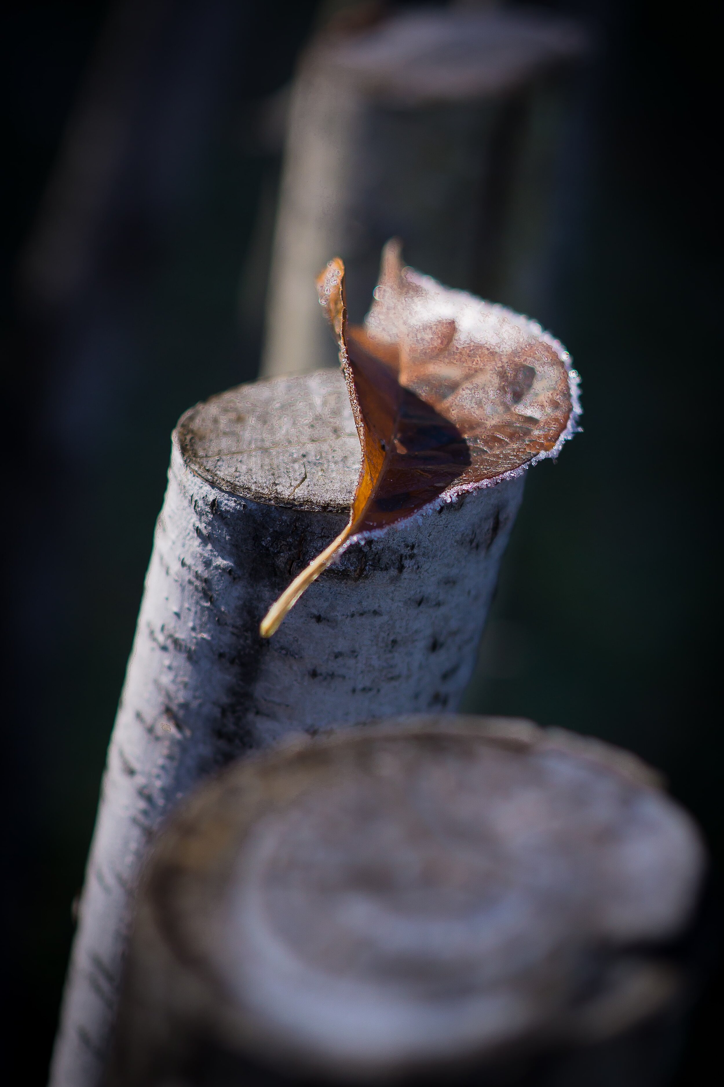 Leaf and stump, Easthampton, MA