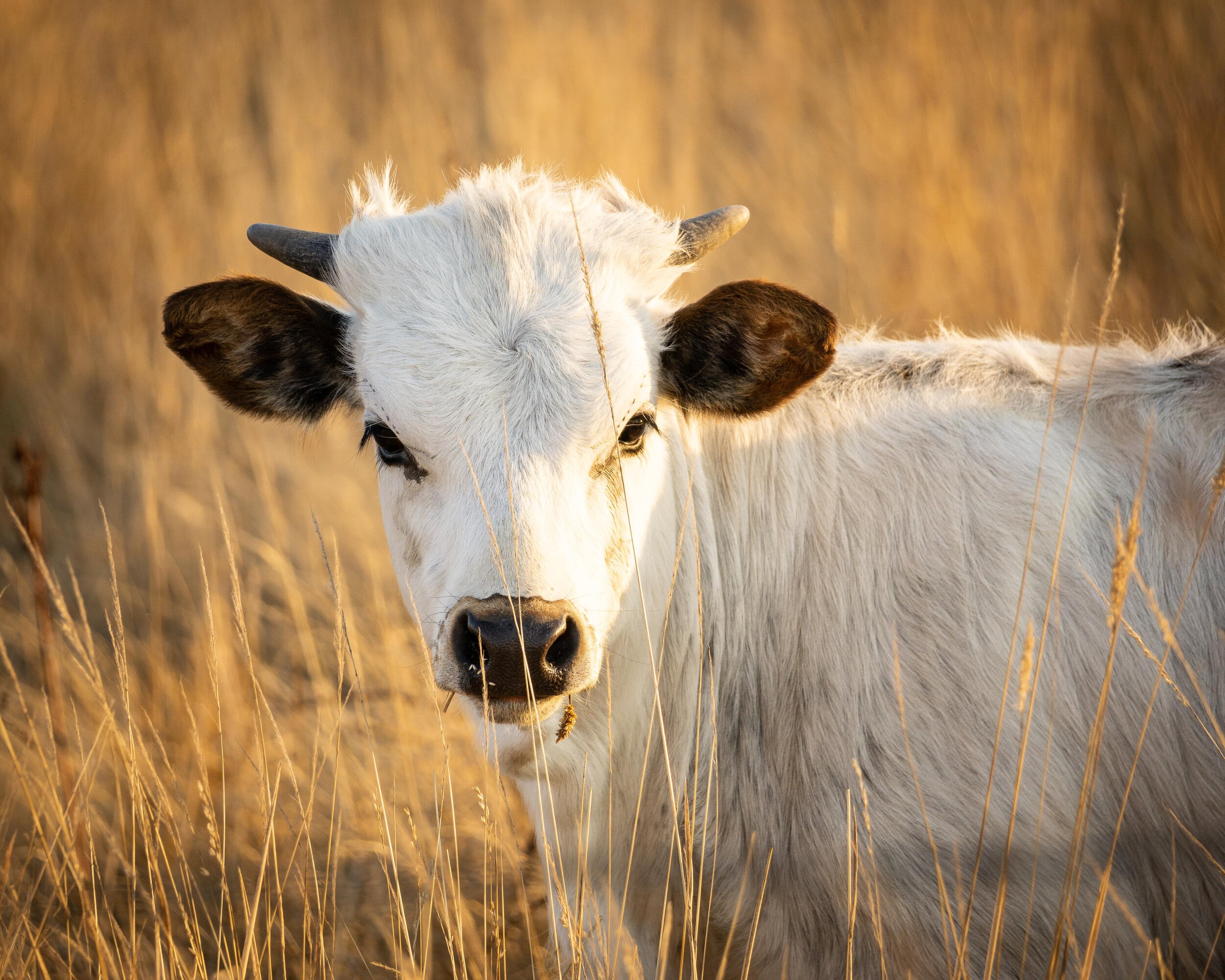 Longhorn calf, Two Rock, CA