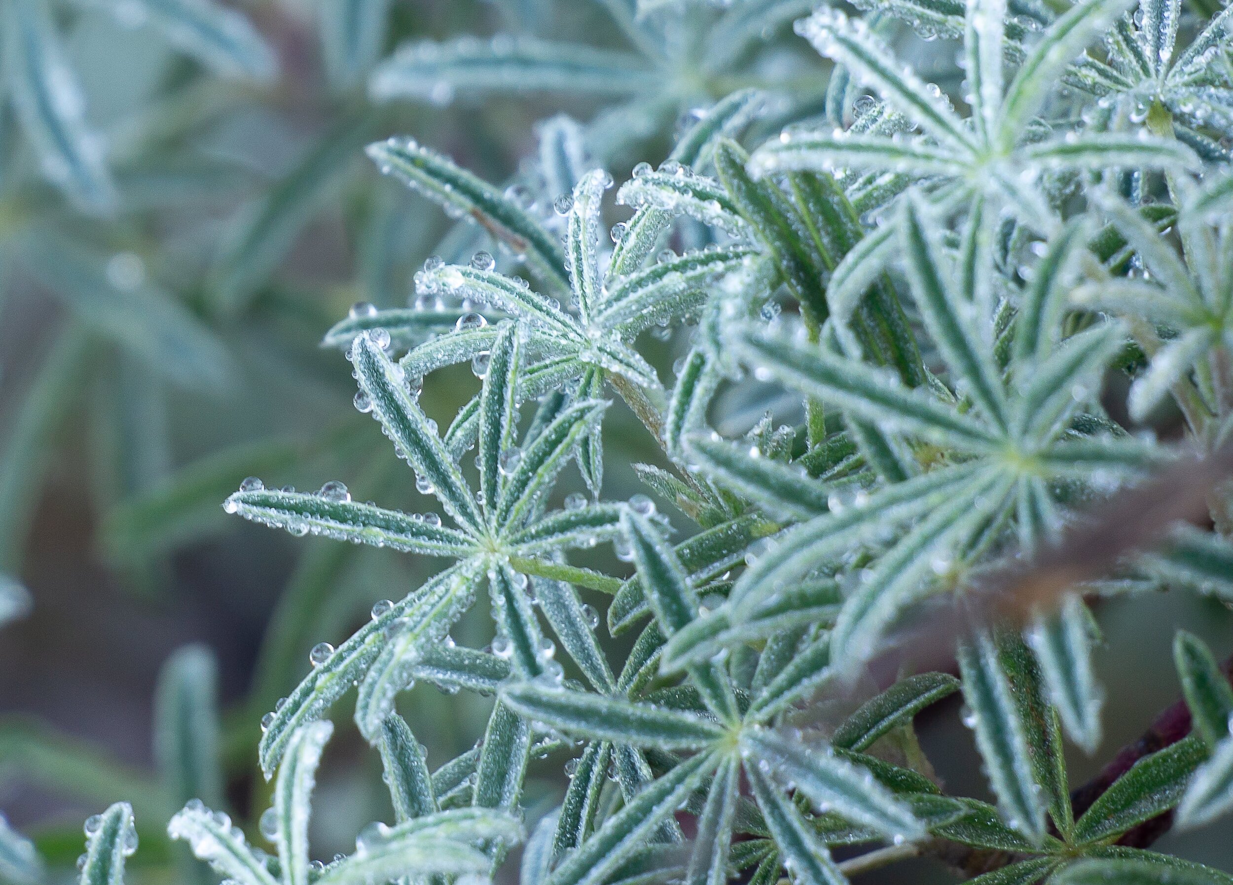 Coastal lupine with frost, Tennessee Valley