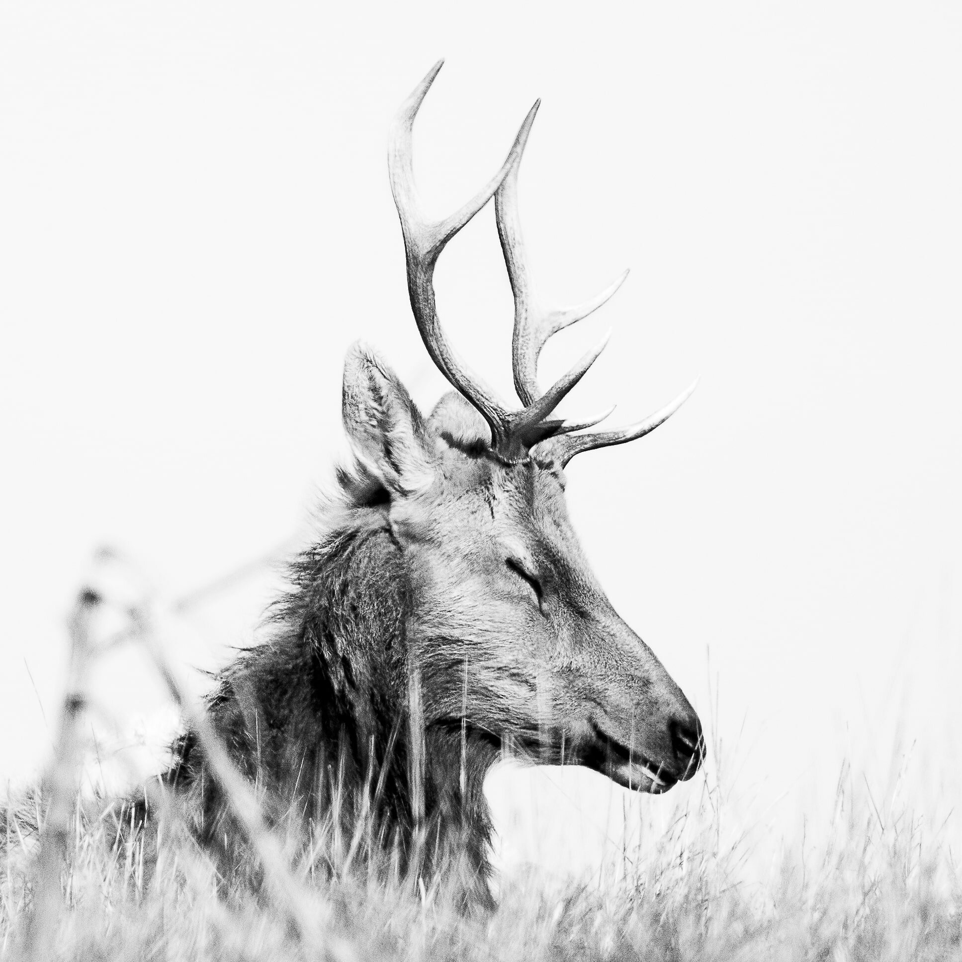 Tule elk, Tomales Point, CA