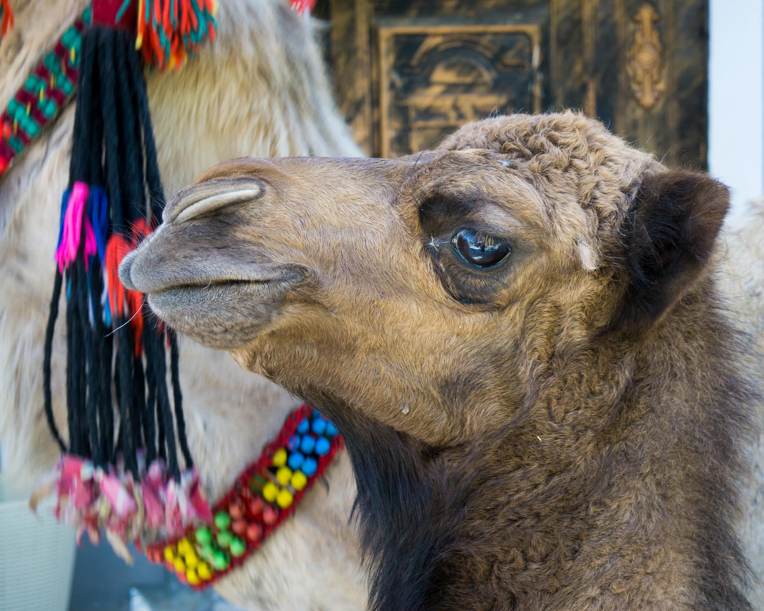 Baby camel and mother, Sebastia