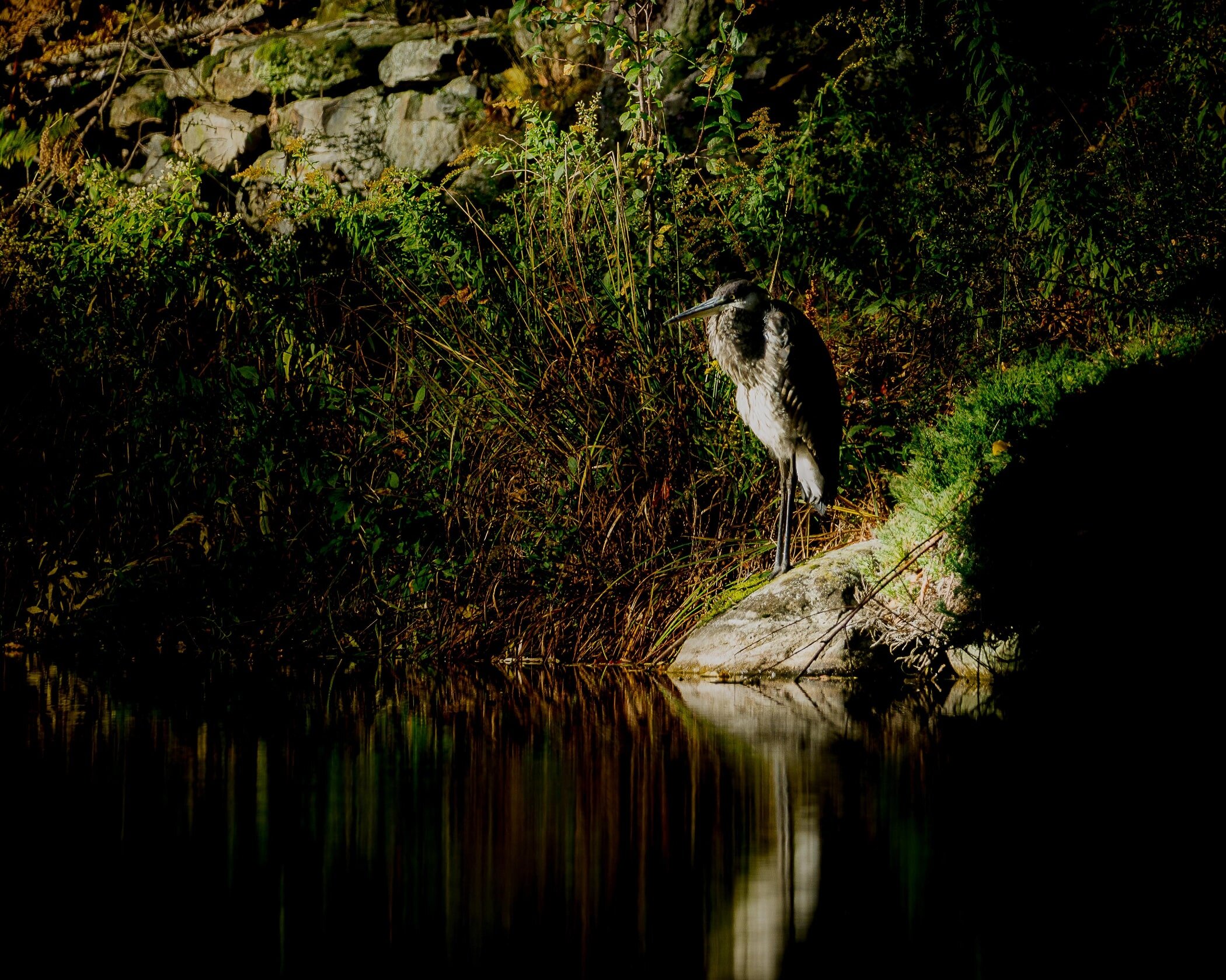 Great blue heron, Stowe, VT