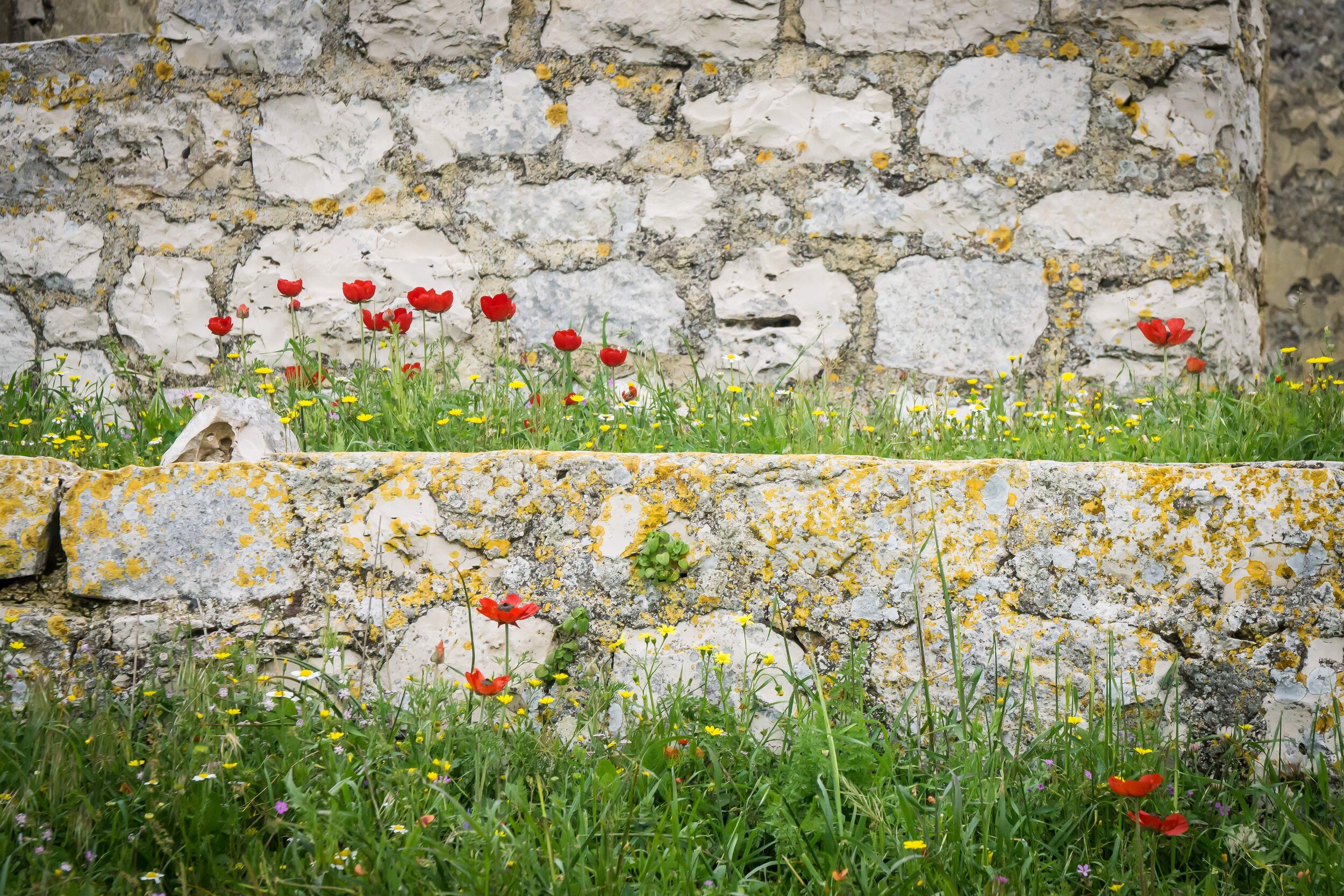 Poppies on Mt. Gerizim, West Bank