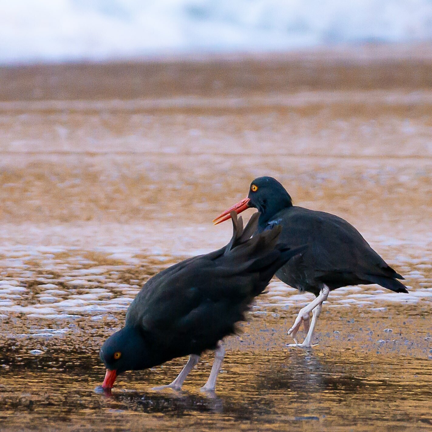 Oystercatchers, Tennessee Valley Beach