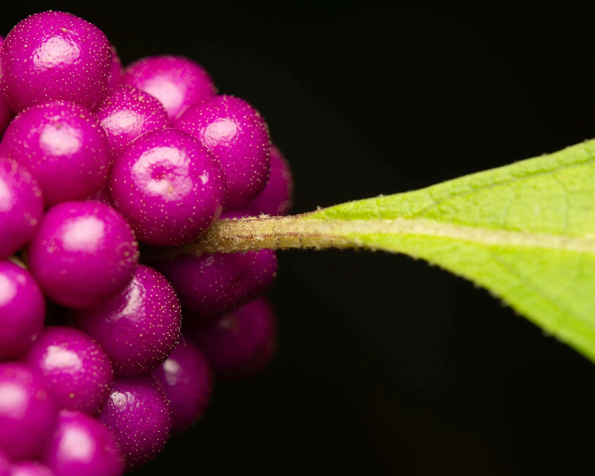 American Beautyberry (Callicarpa americana)