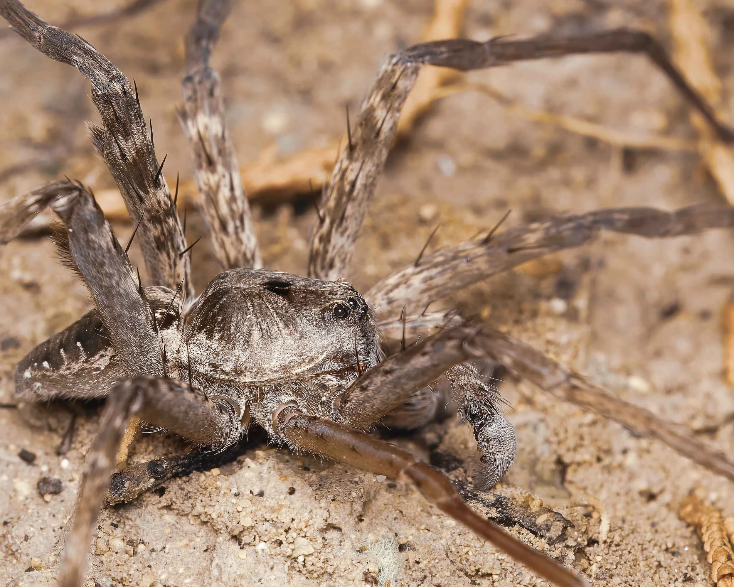 Banded Fishing Spider (Dolomedes vittatus)