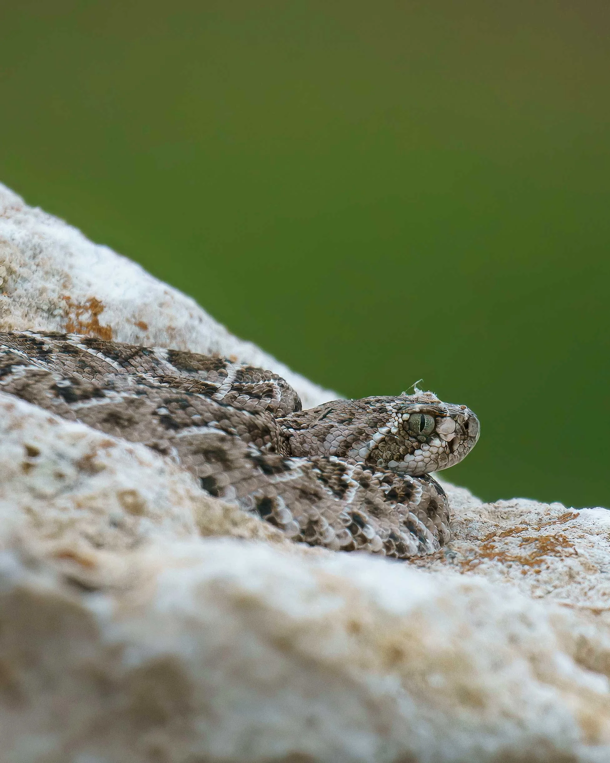 Juvenile Western Diamondback Rattlesnake, Crotalus atrox
