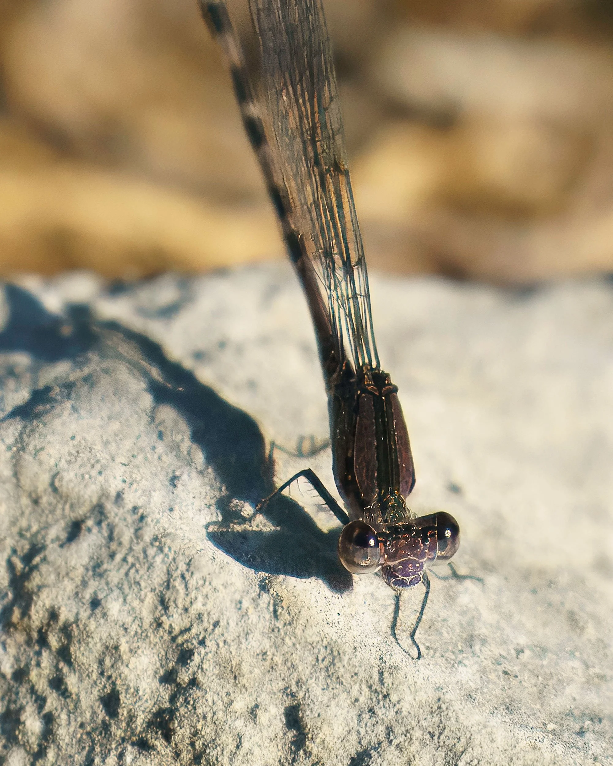 Dancer Damselfly (Argia species)