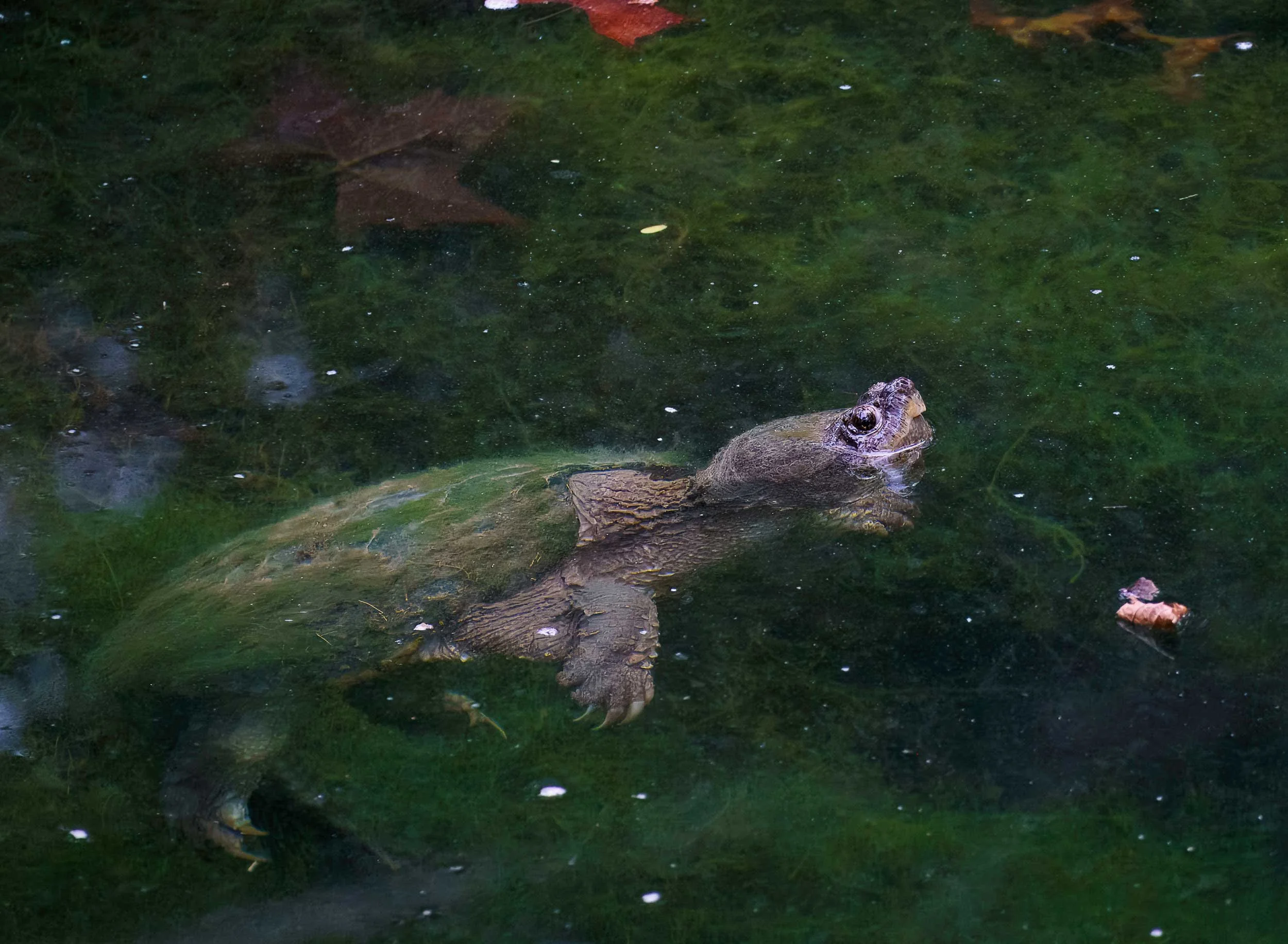 Common Snapping Turtle, Chelydra serpentina