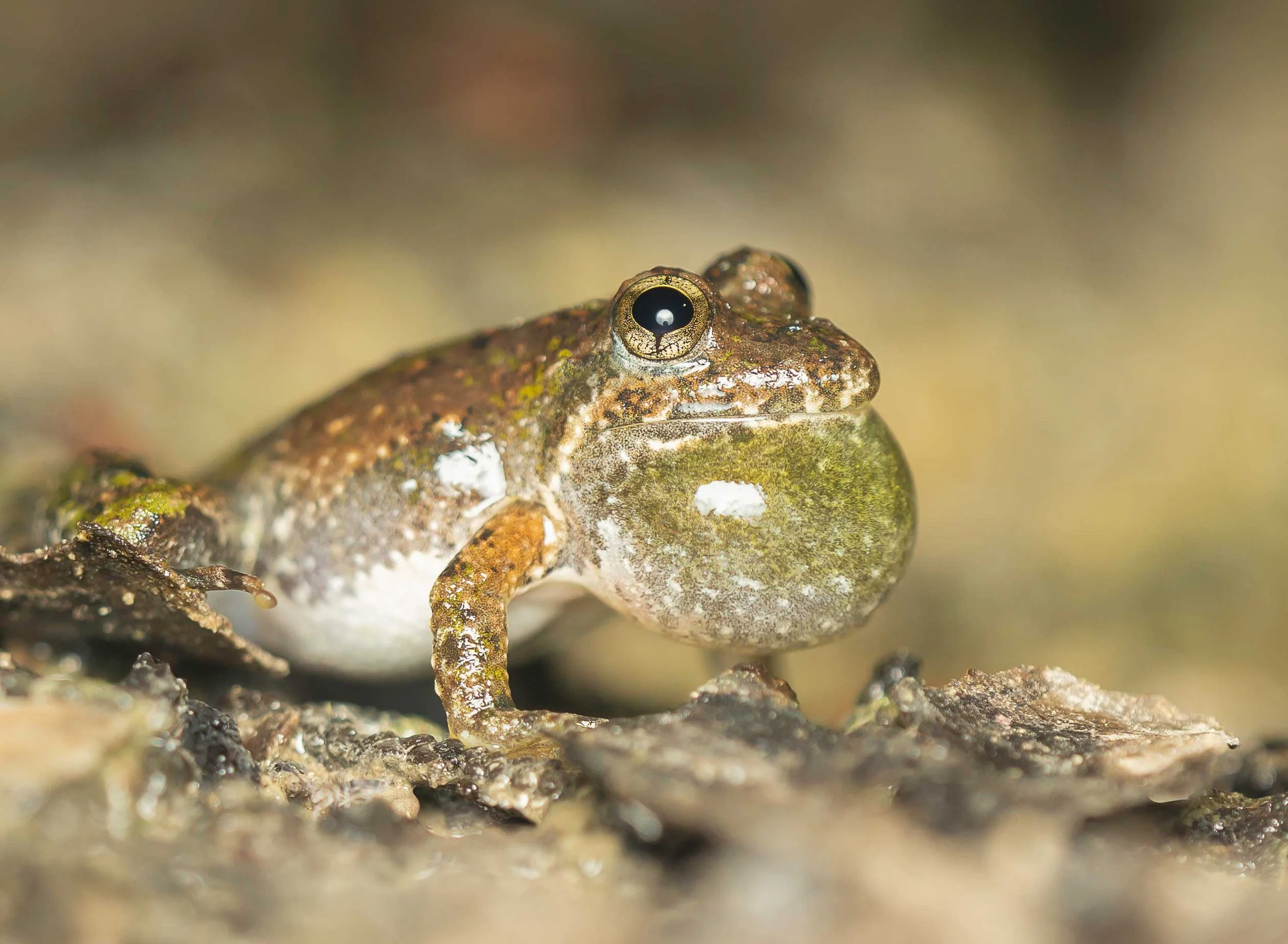 Blanchard’s Cricket Frog, Acris blanchardi