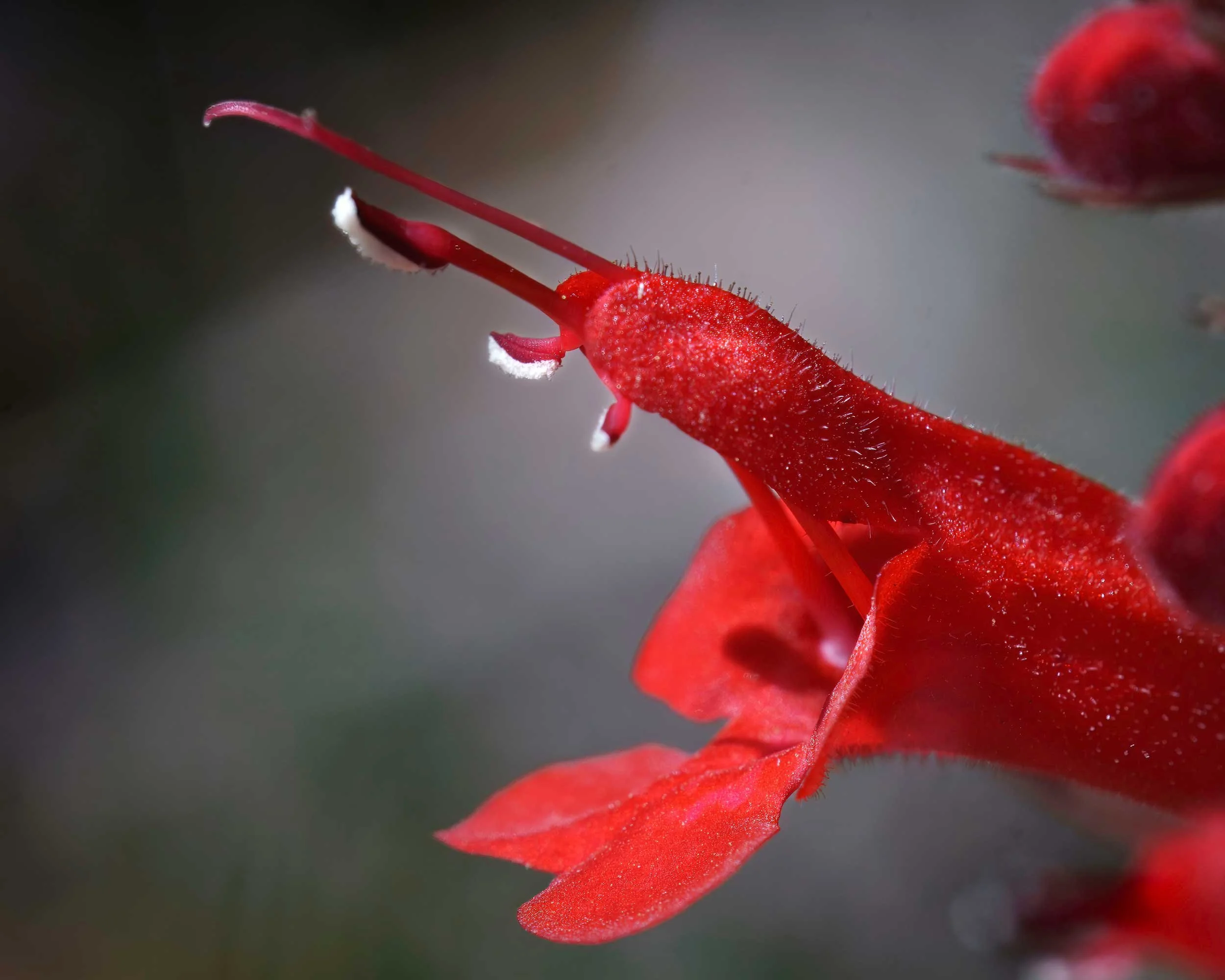 Cedar Sage (Salvia roemeriana)