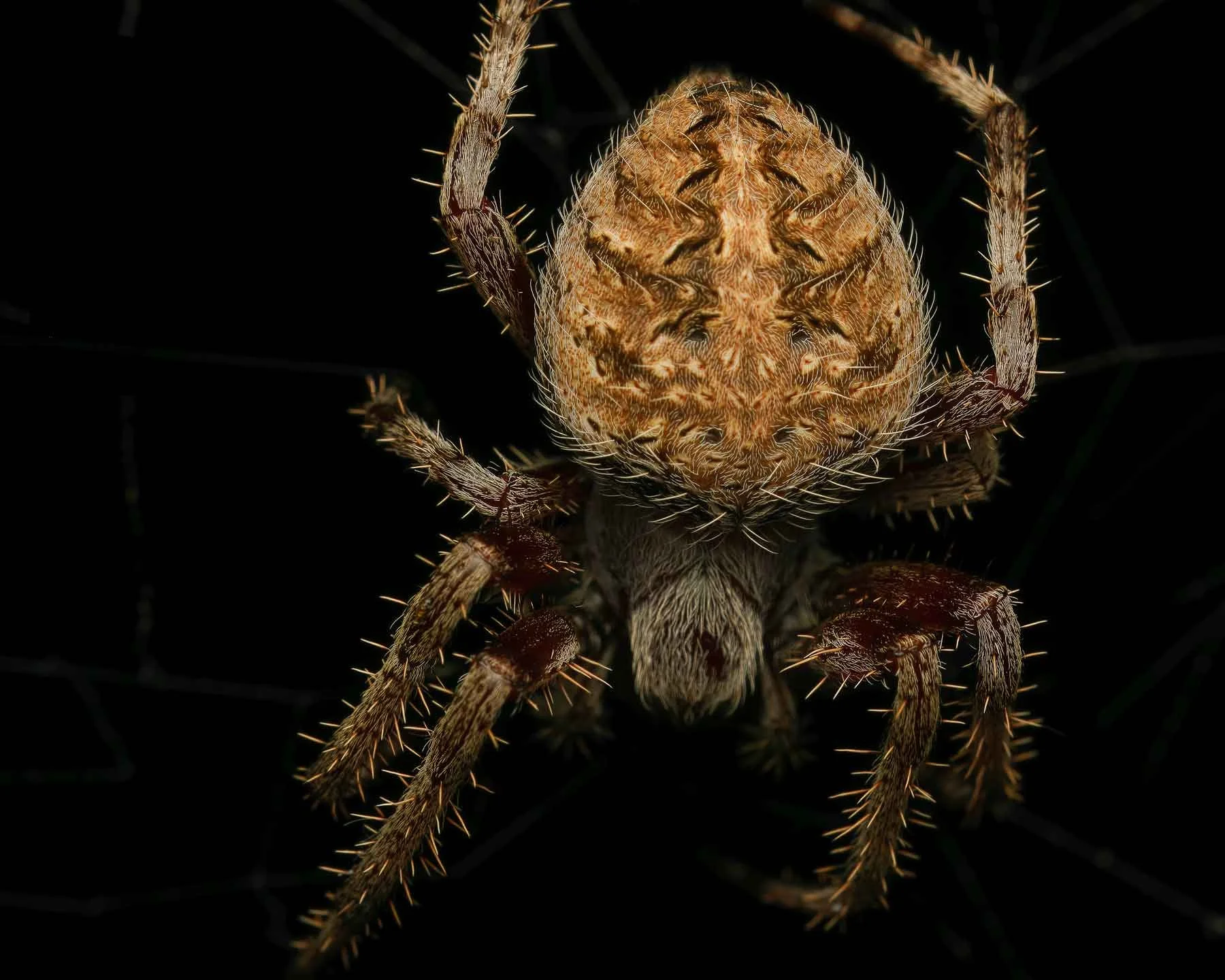 Spotted Orbweaver (Neoscona crucifera)