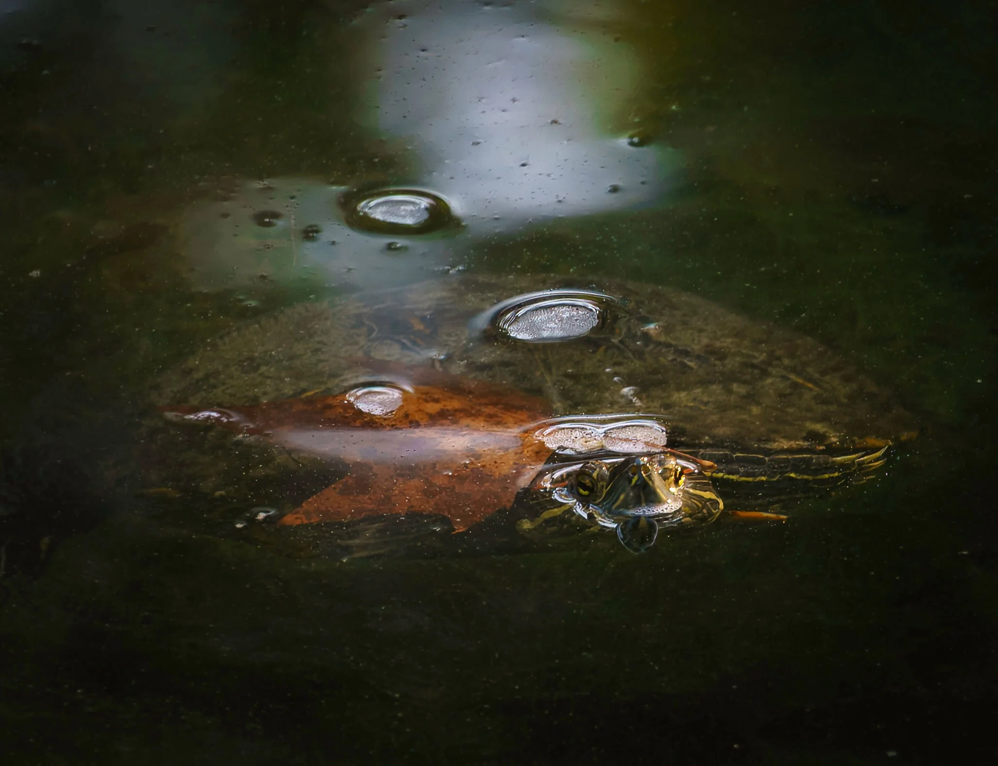 Red-Eared Slider, Trachemys scripta elegans