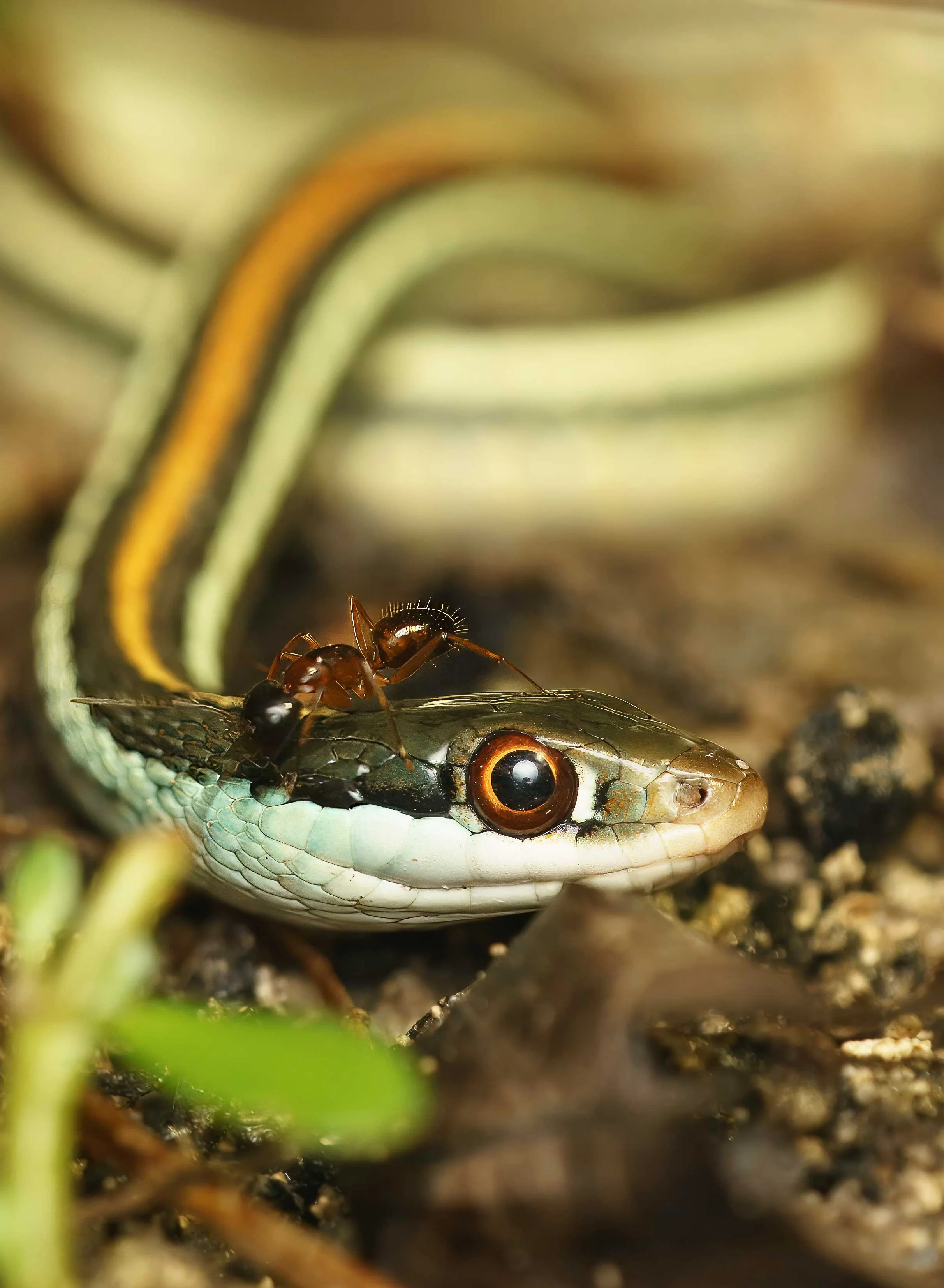 Red-Striped Ribbon Snake with Ant, Thamnophis proximus rubrilineatus