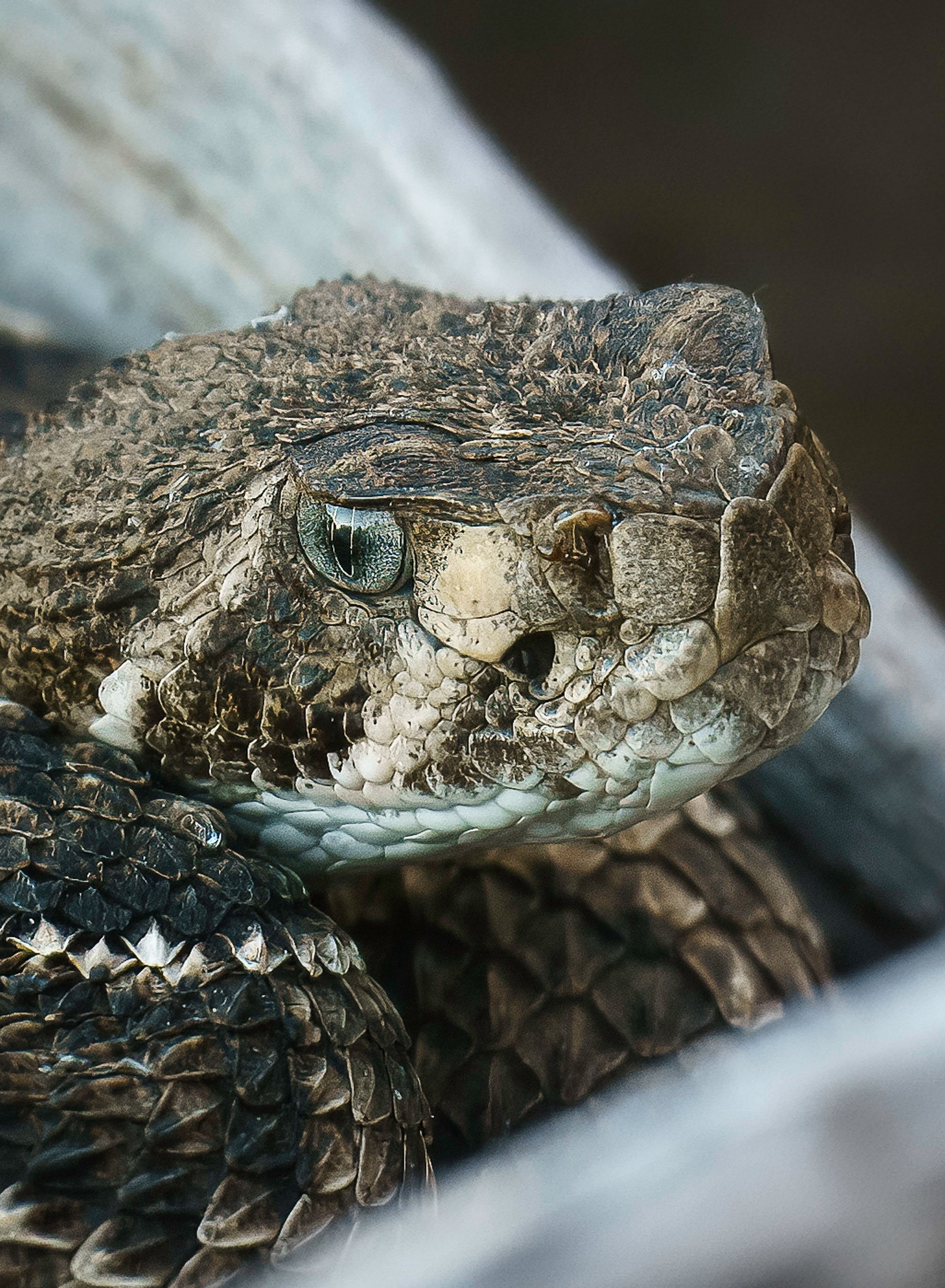 Adult Western Diamondback Rattlesnake (Closeup), Crotalus atrox