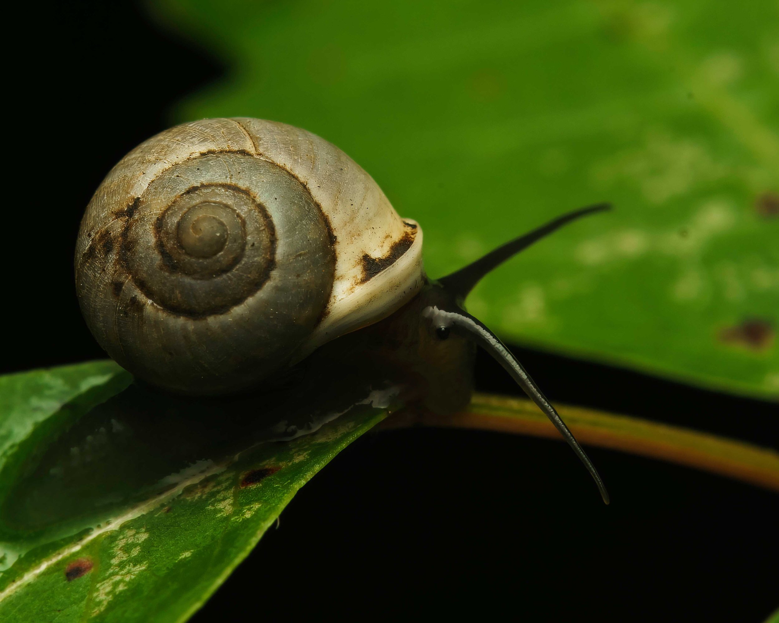 Globular Drop Snail (Helicina orbiculata)