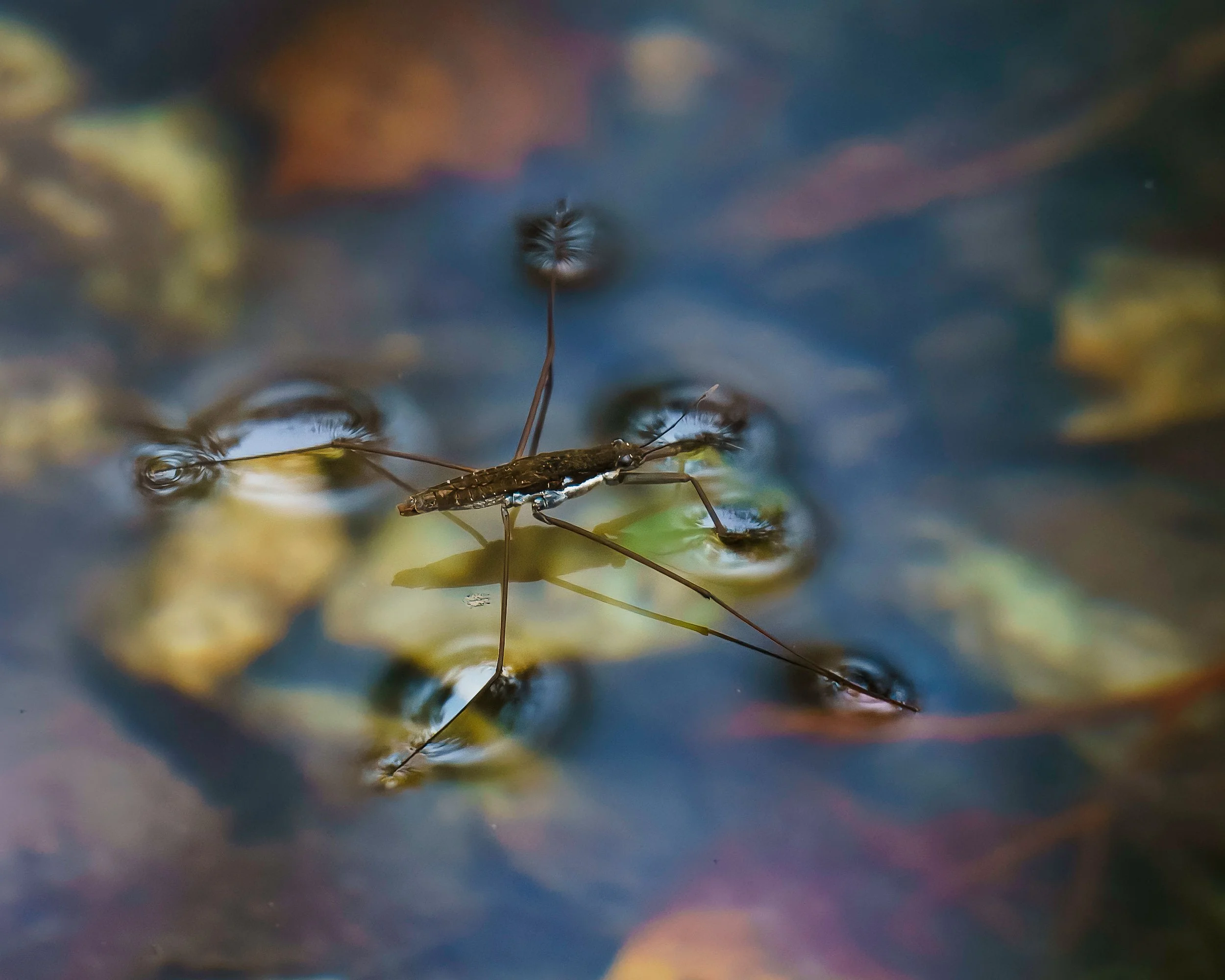 Water Strider (Aquarius remigis)