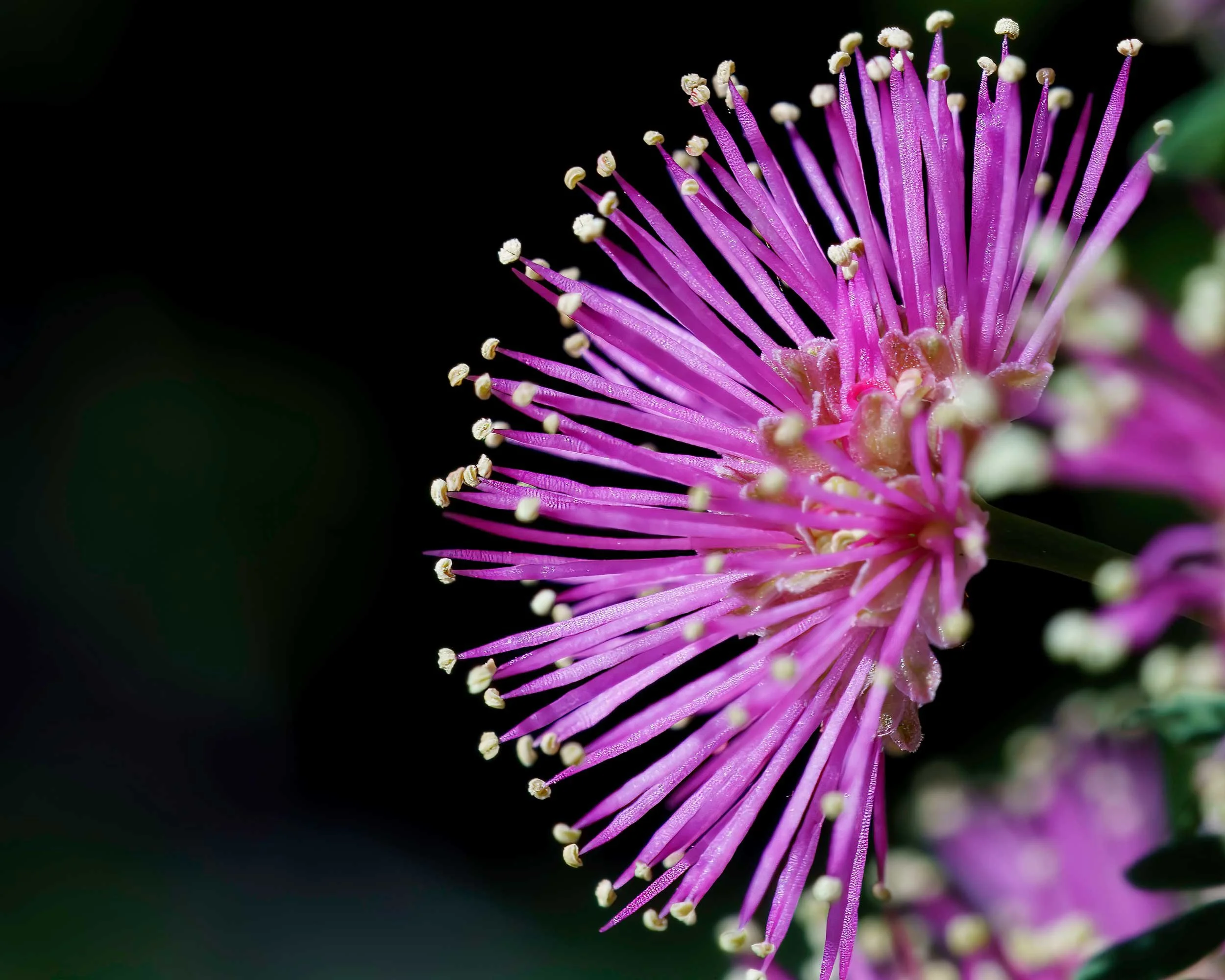 Sensitive Plant (Genus Mimosa)